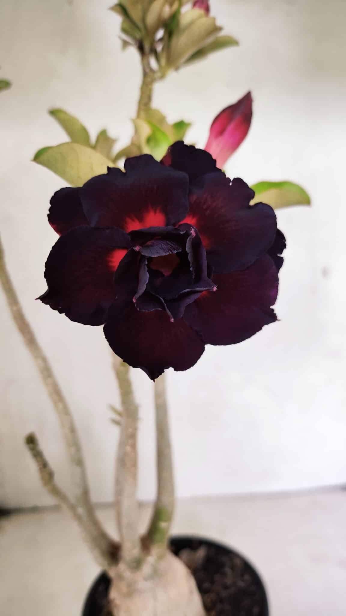 Planta Dobrada 3636 – 35cm – 03 anos - foto 3