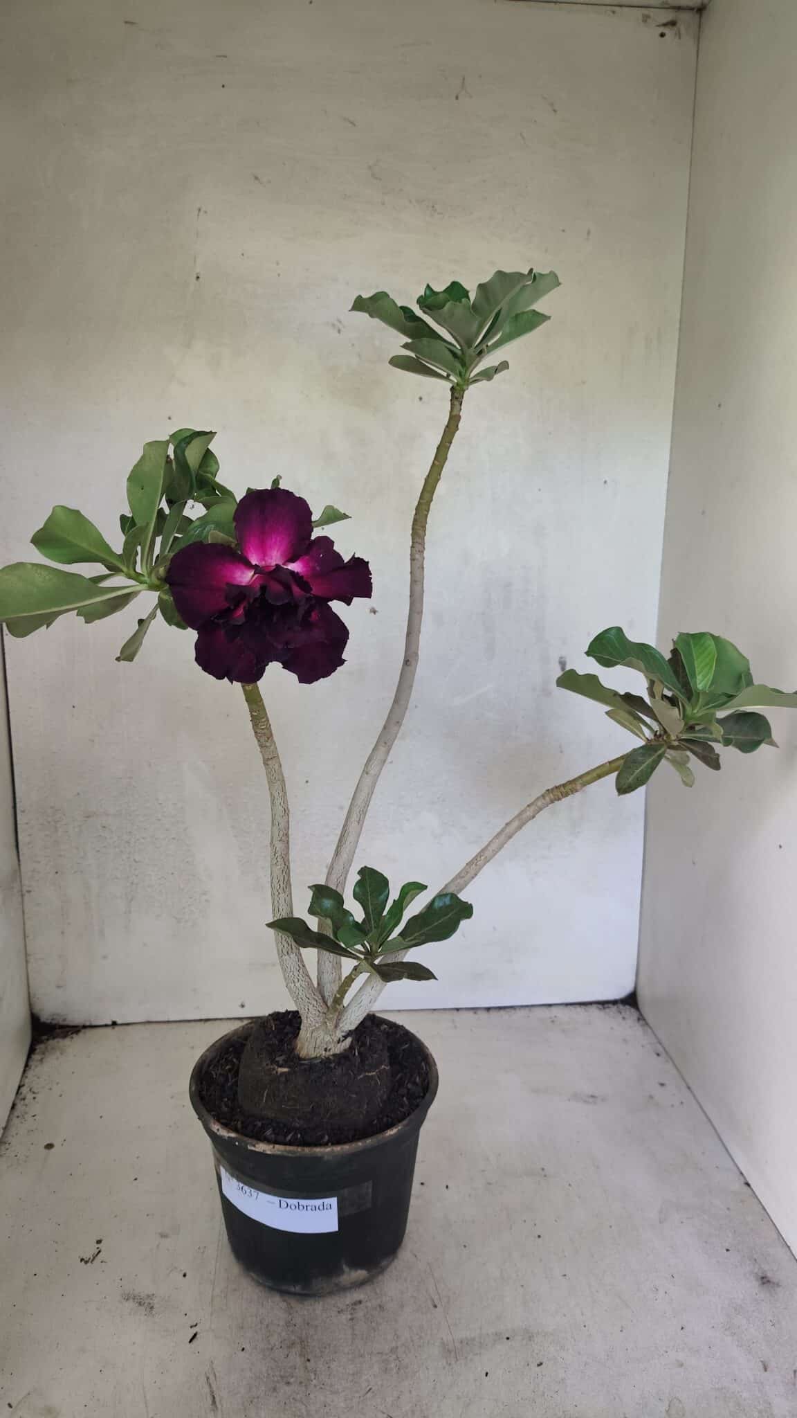 Planta Dobrada 3637 – 35cm – 03 anos - foto 2