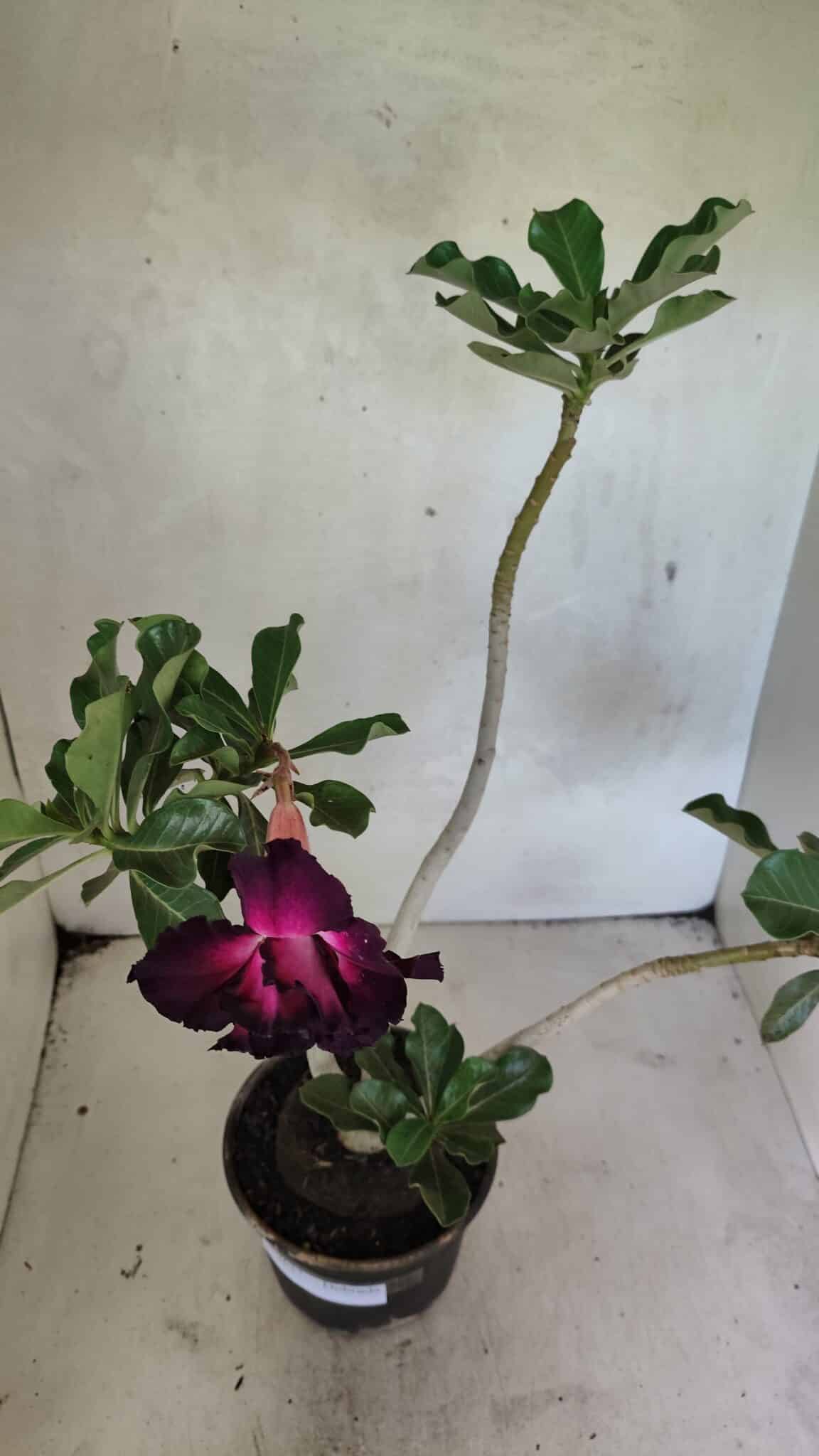 Planta Dobrada 3637 – 35cm – 03 anos - foto 4