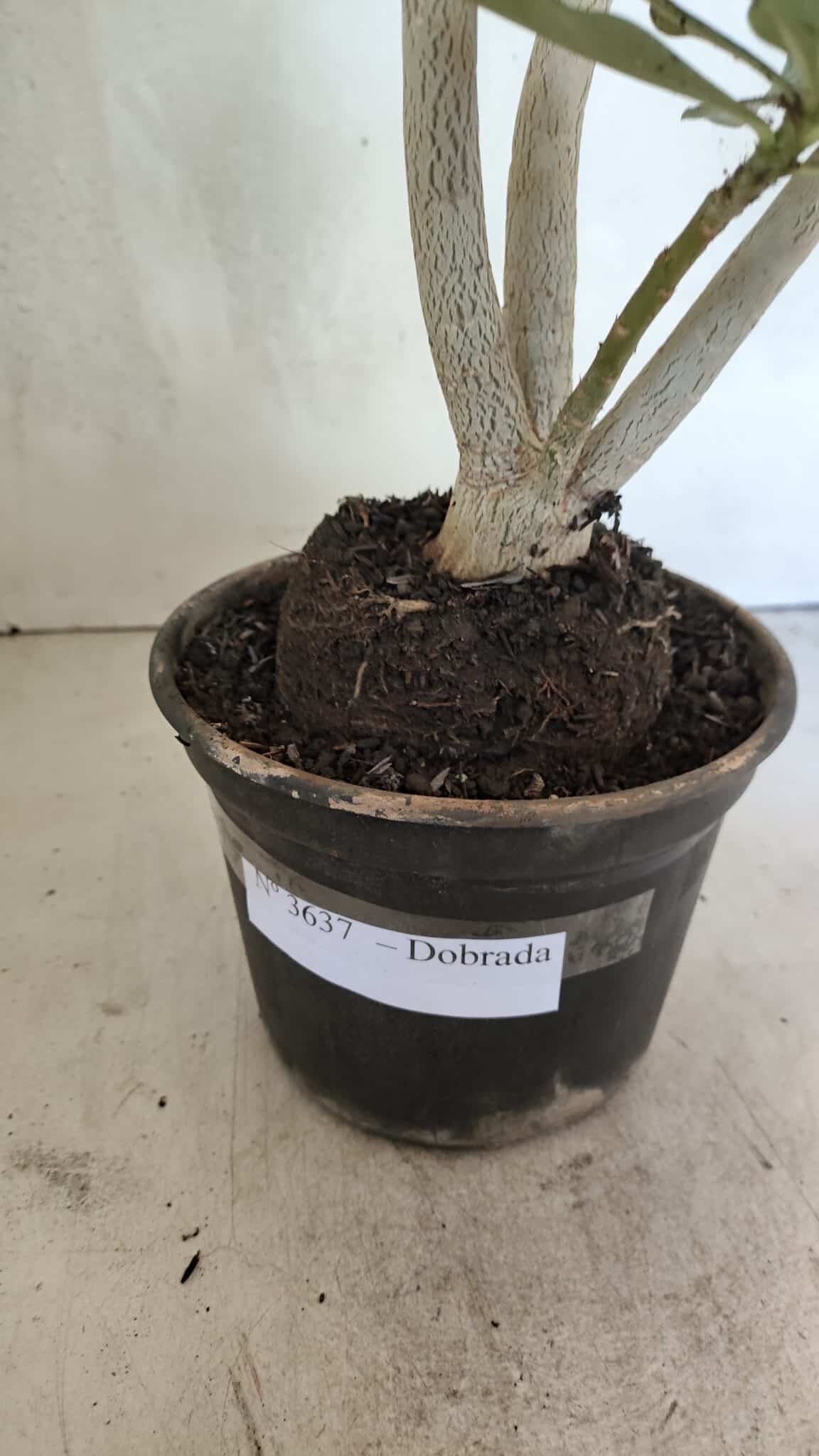 Planta Dobrada 3637 – 35cm – 03 anos - foto 7