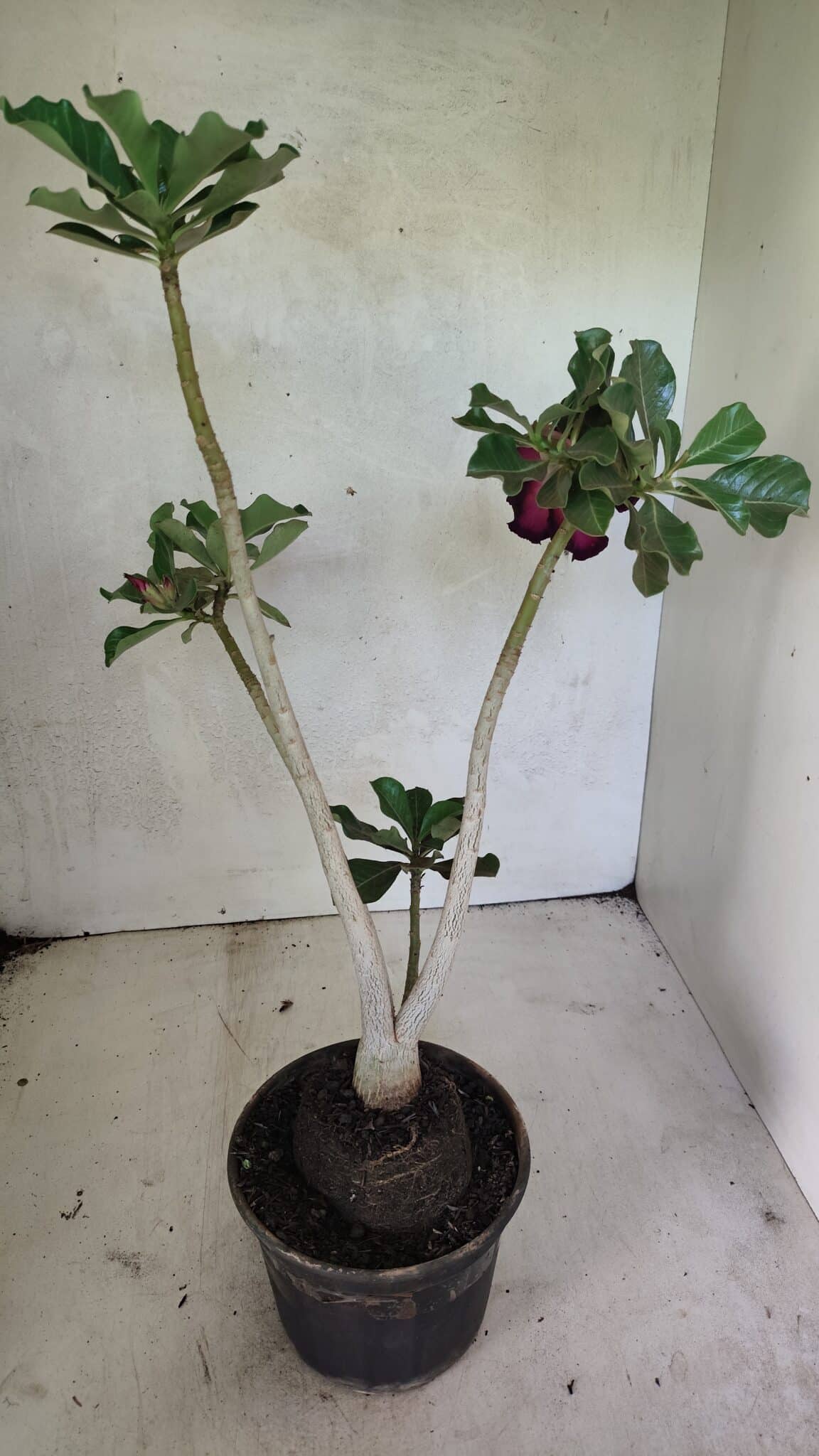 Planta Dobrada 3637 – 35cm – 03 anos - foto 6