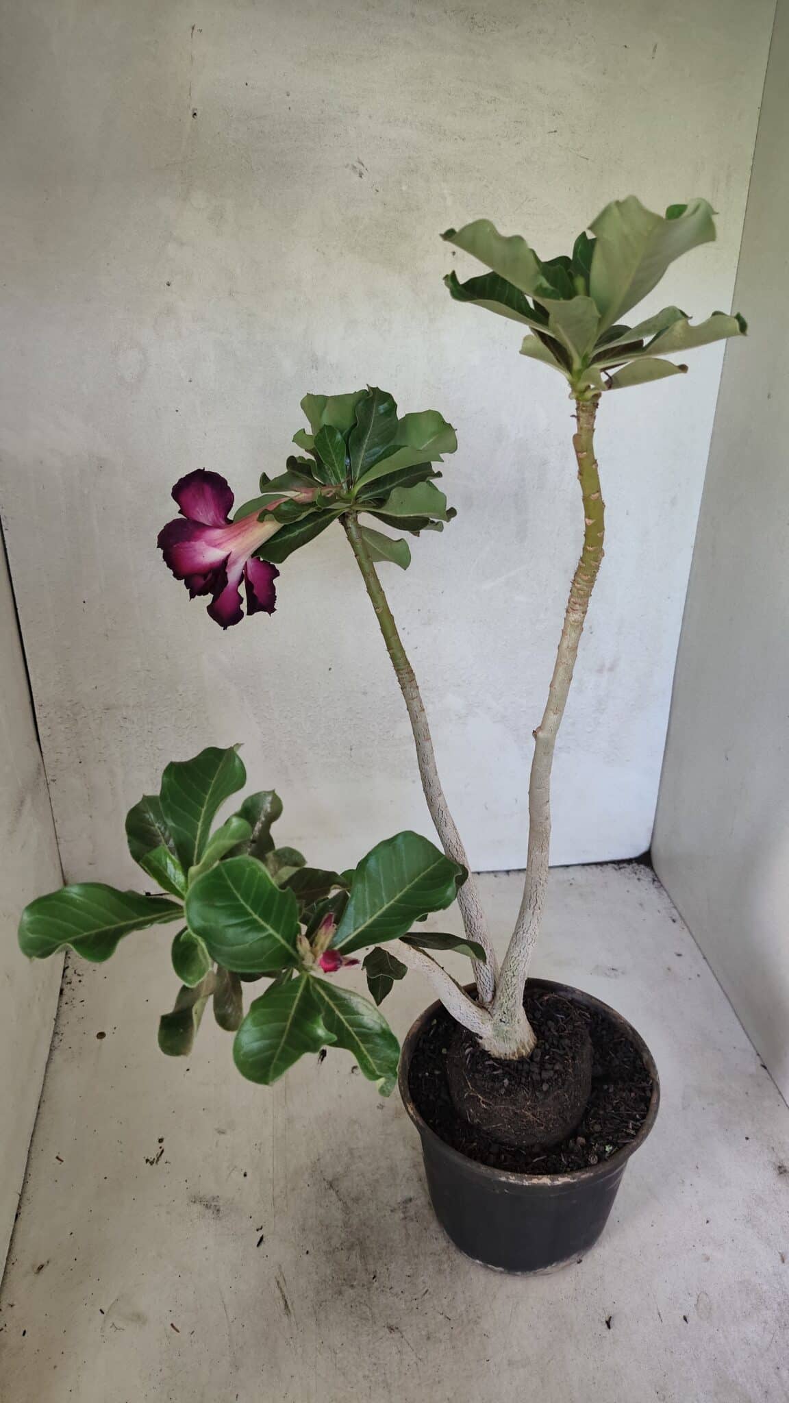 Planta Dobrada 3637 – 35cm – 03 anos - foto 5