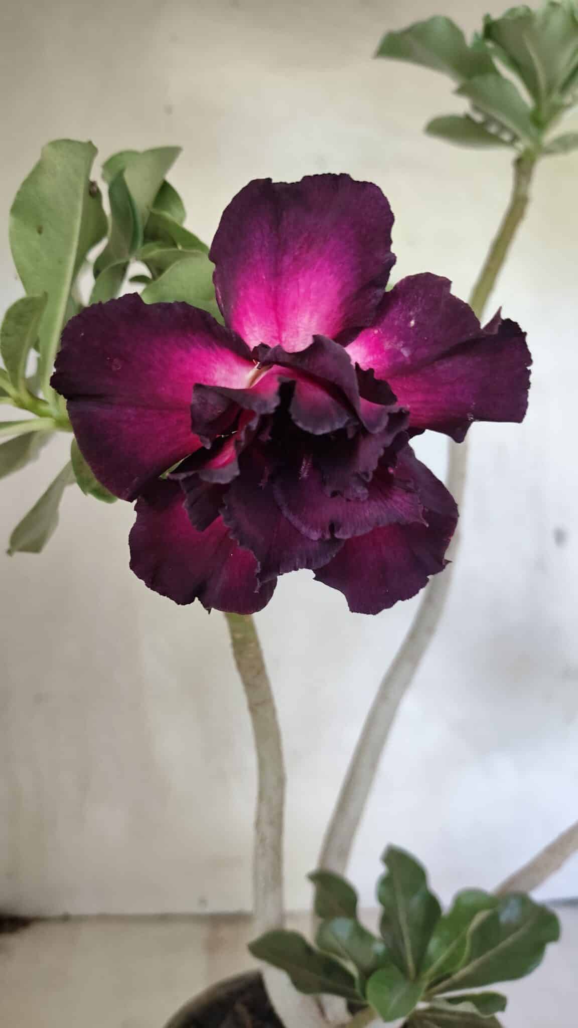 Planta Dobrada 3637 – 35cm – 03 anos - foto 3