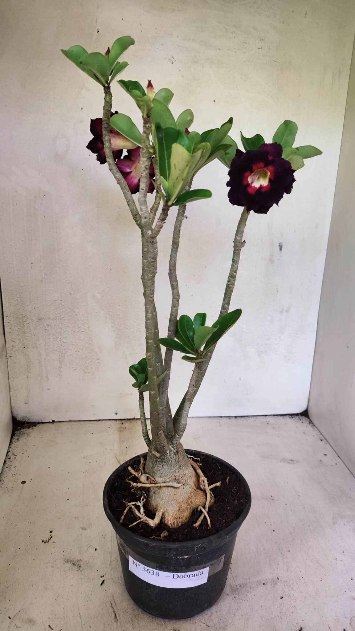 Planta Dobrada 3638 – 35cm – 03 anos - imagem 2