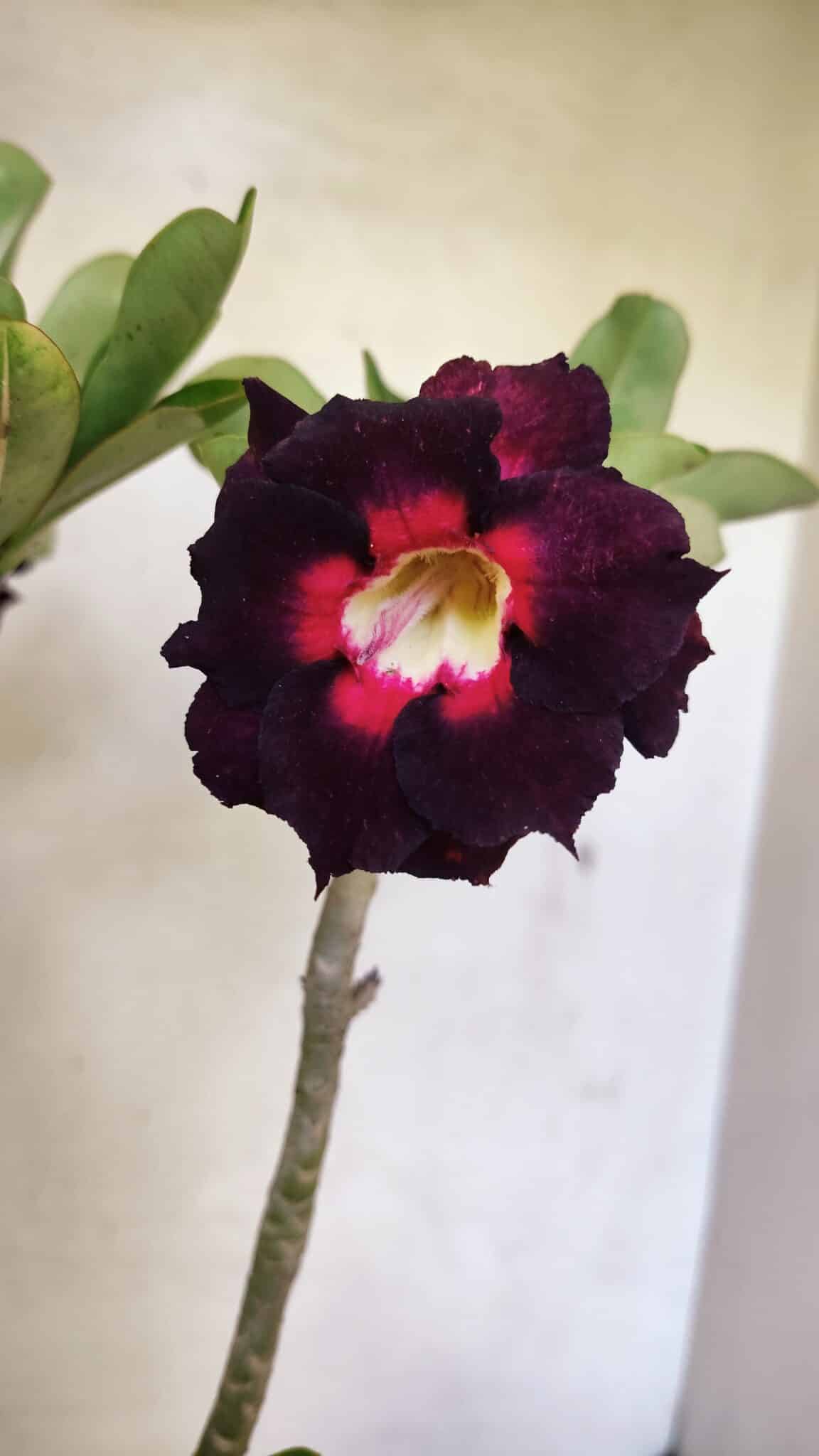 Planta Dobrada 3638 – 35cm – 03 anos - imagem 3