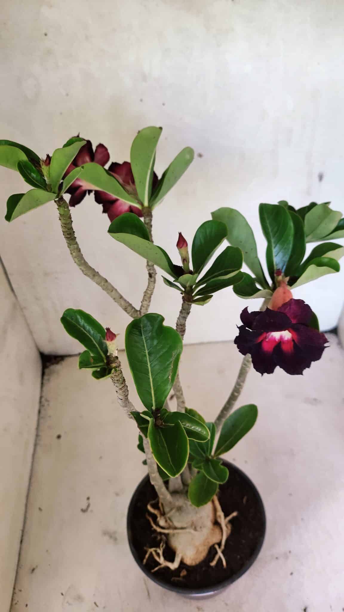 Planta Dobrada 3638 – 35cm – 03 anos - imagem 5