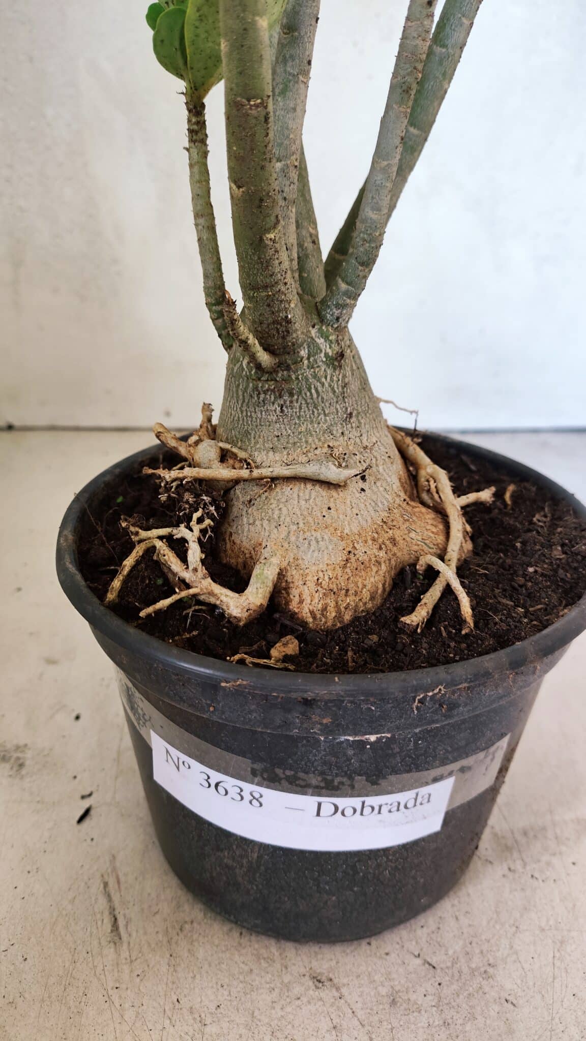 Planta Dobrada 3638 – 35cm – 03 anos - imagem 6