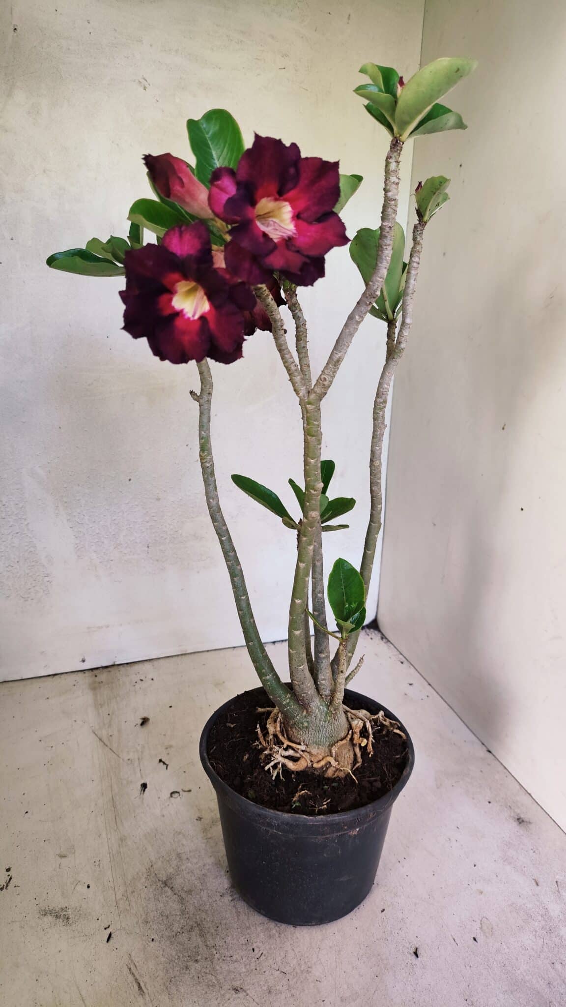 Planta Dobrada 3638 – 35cm – 03 anos - imagem 4