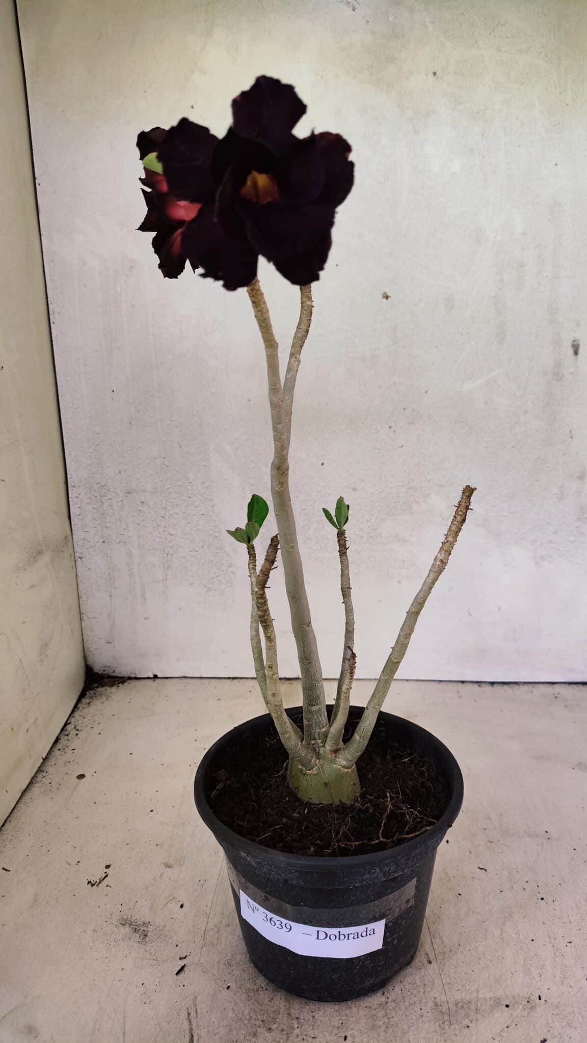Planta Dobrada 3639 – 30cm – 02 anos - foto 2