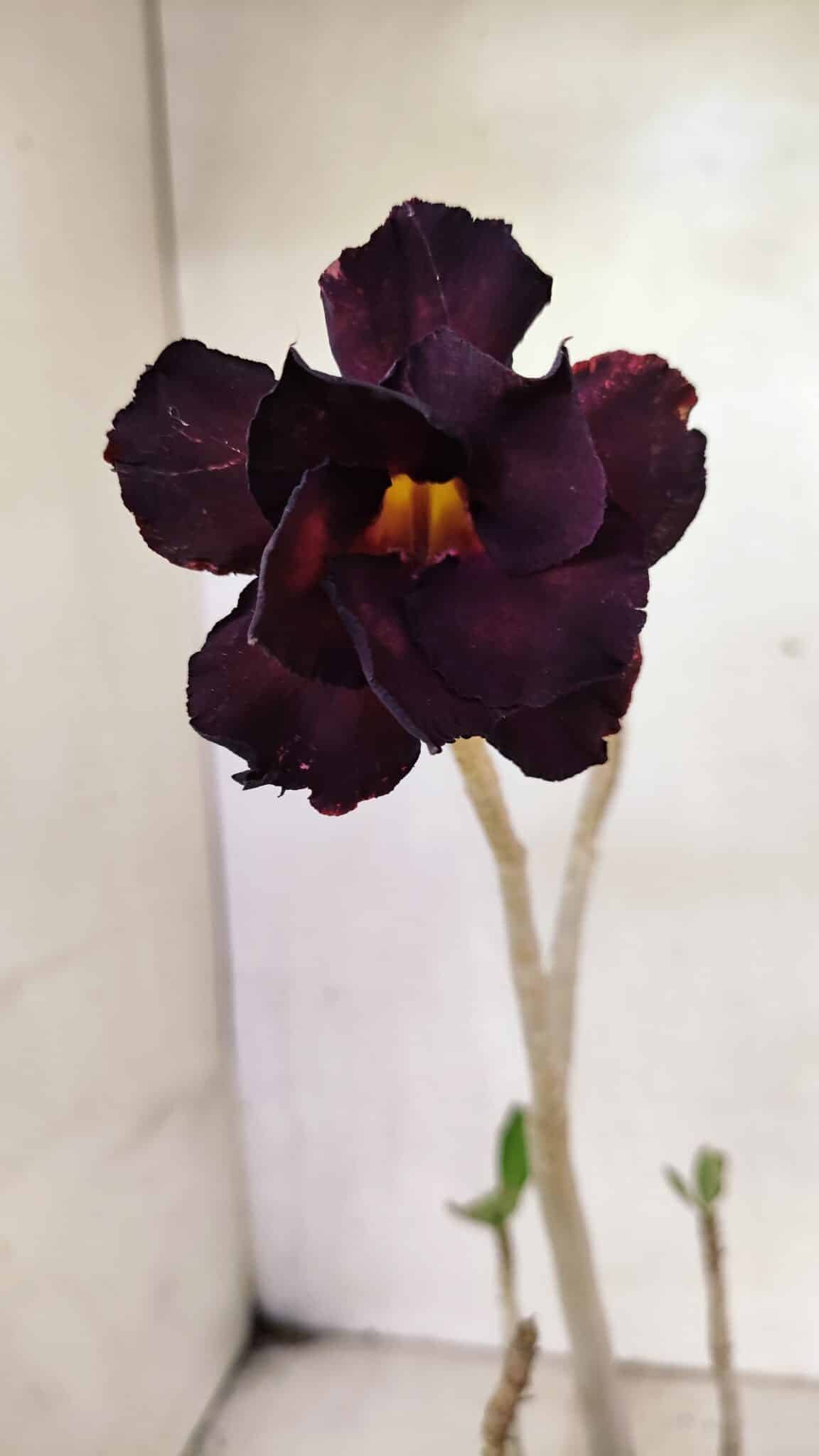 Planta Dobrada 3639 – 30cm – 02 anos - foto 3