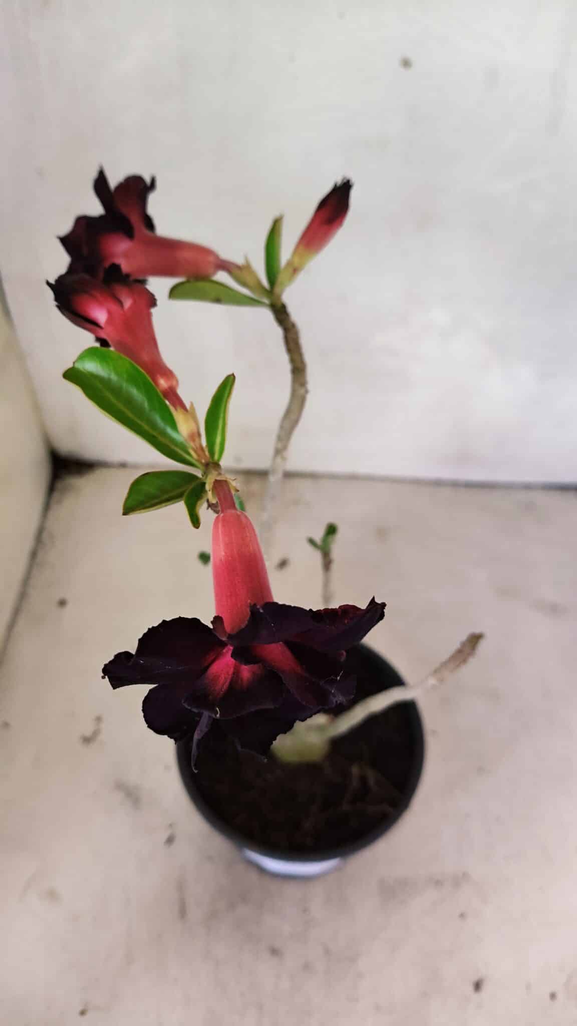 Planta Dobrada 3639 – 30cm – 02 anos - foto 4