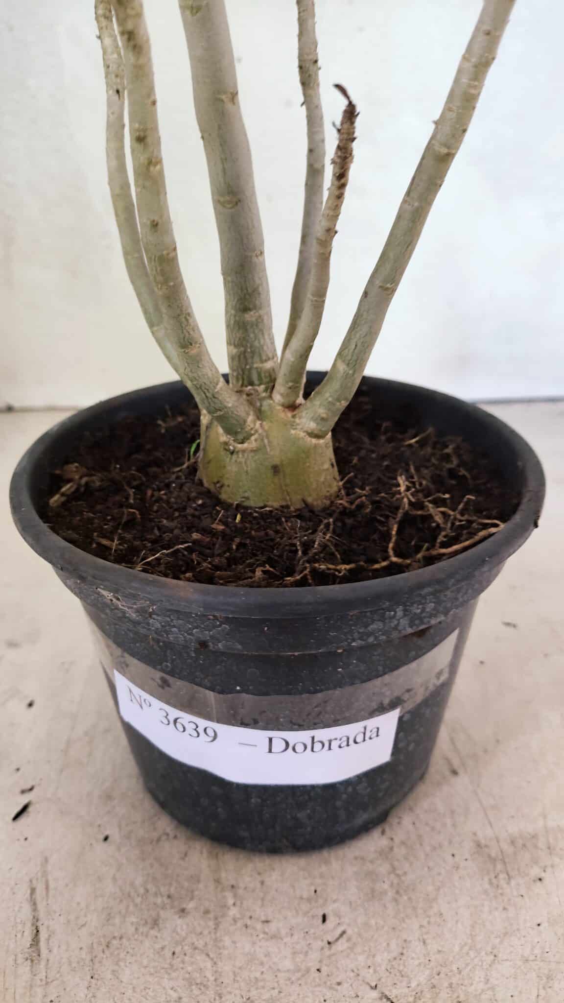 Planta Dobrada 3639 – 30cm – 02 anos - foto 7