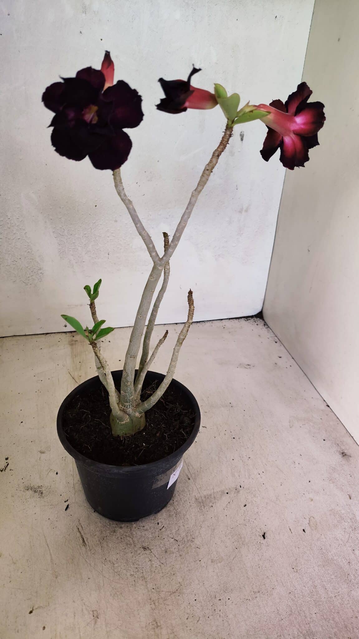 Planta Dobrada 3639 – 30cm – 02 anos - foto 6