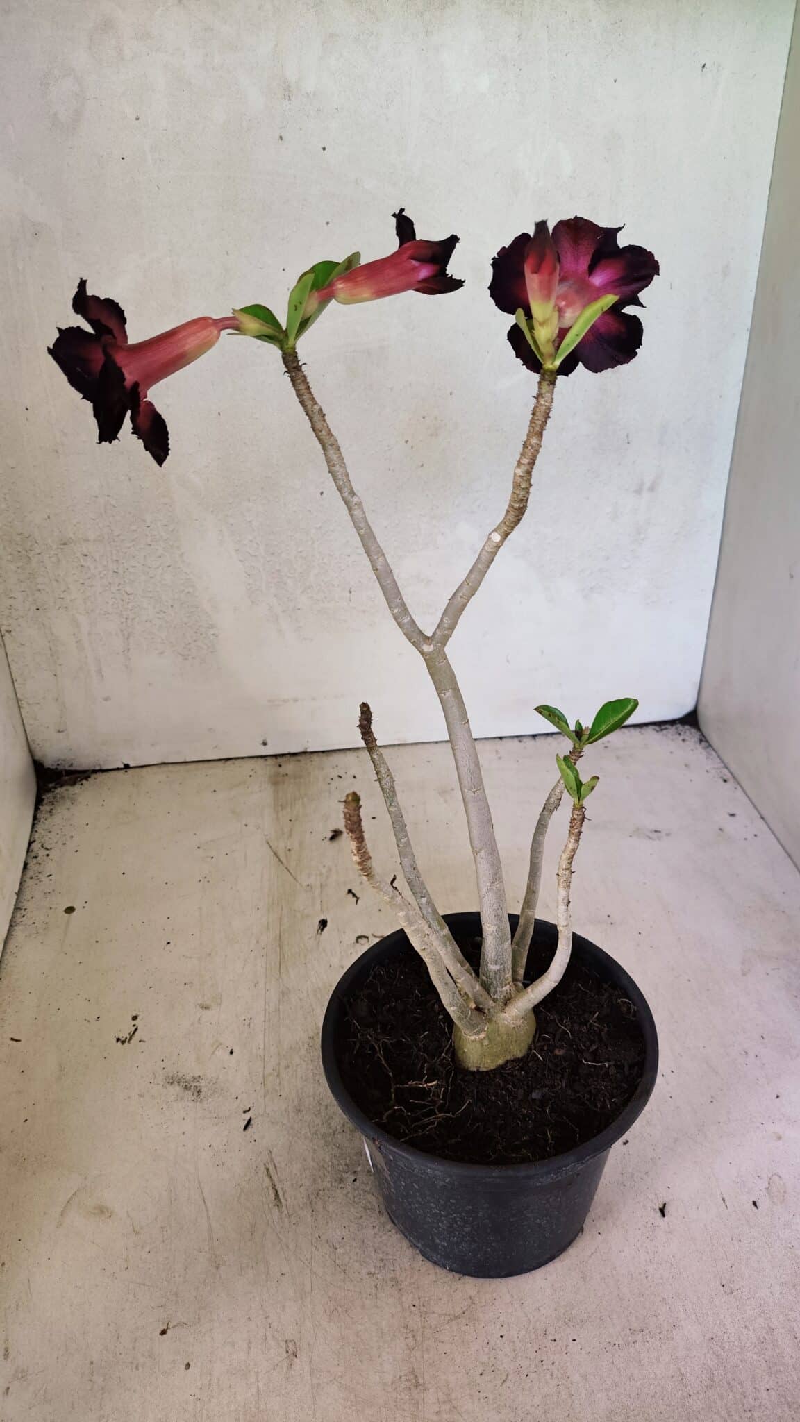 Planta Dobrada 3639 – 30cm – 02 anos - foto 5