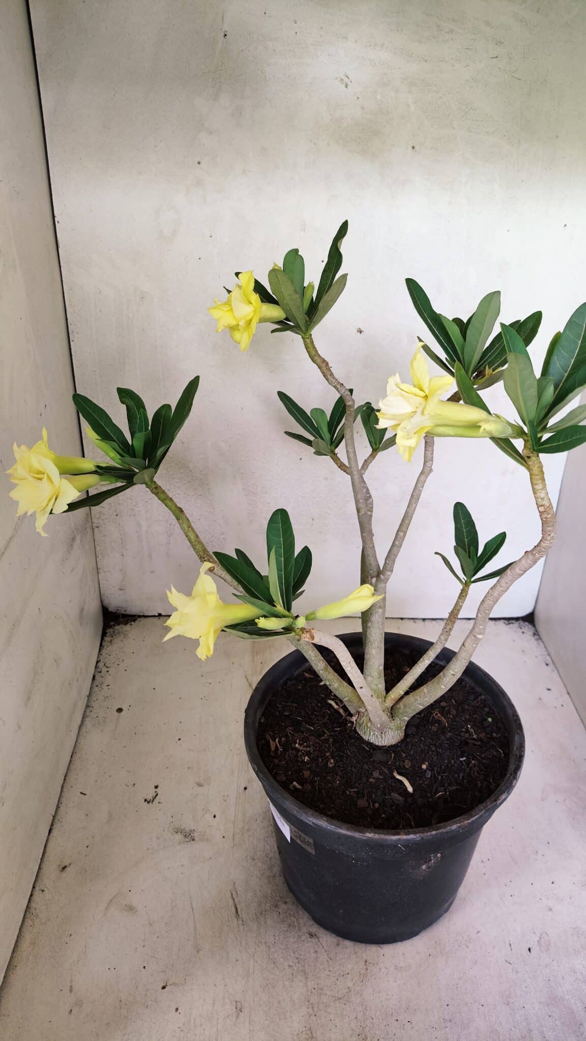 Planta Dobrada 3640 – 40cm – 03 anos - foto 6