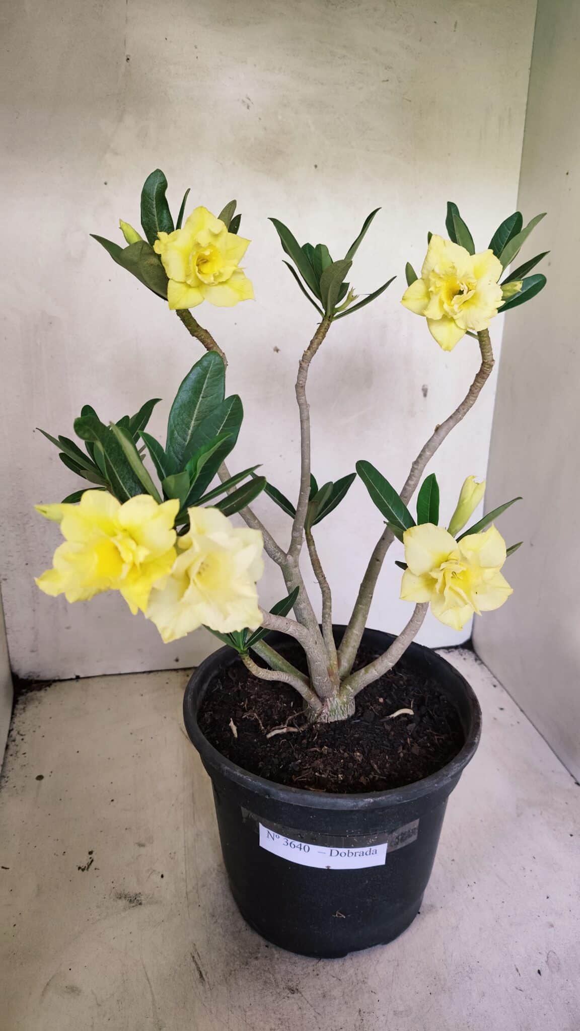 Planta Dobrada 3640 – 40cm – 03 anos - foto 2