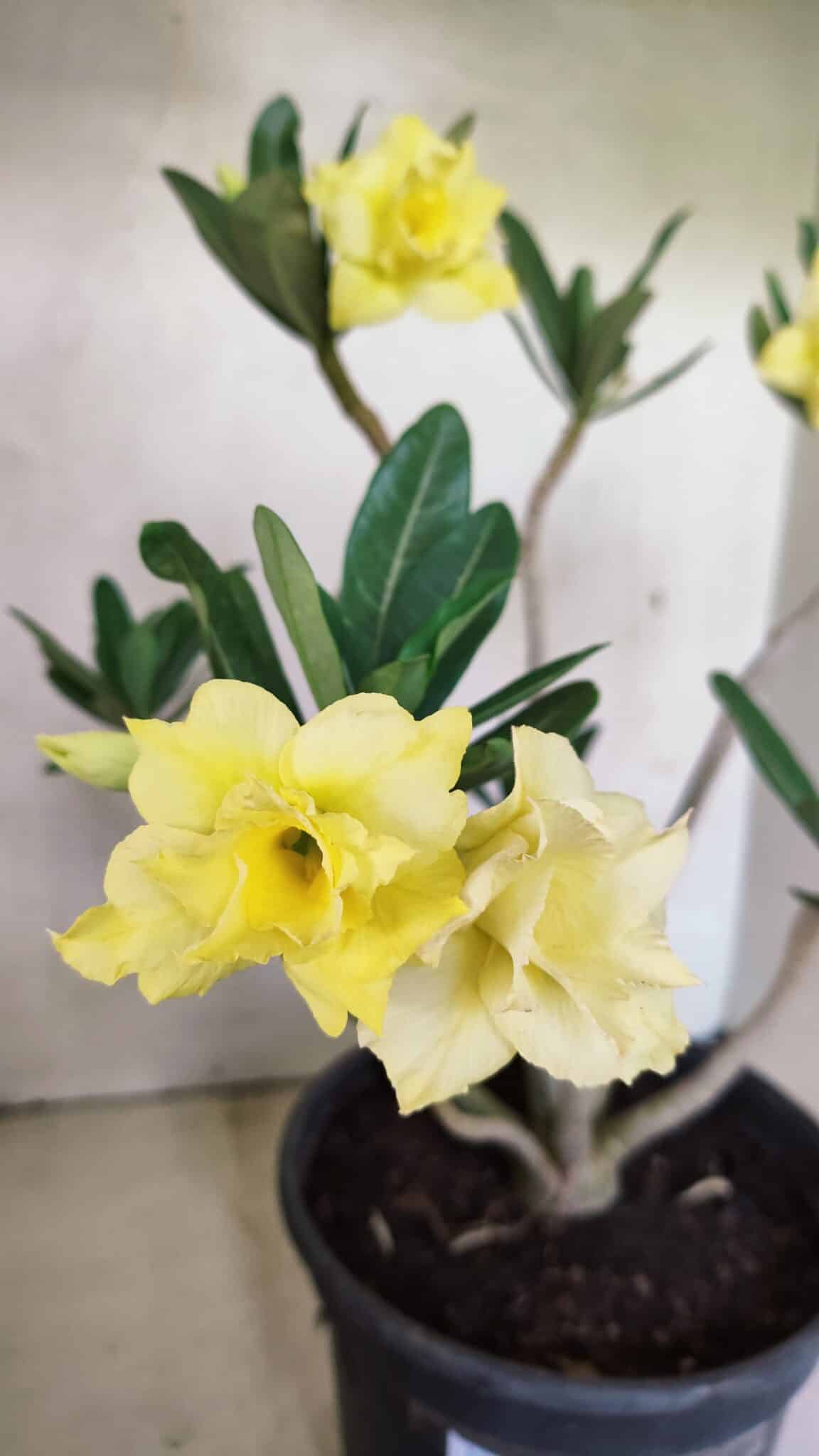Planta Dobrada 3640 – 40cm – 03 anos - foto 4