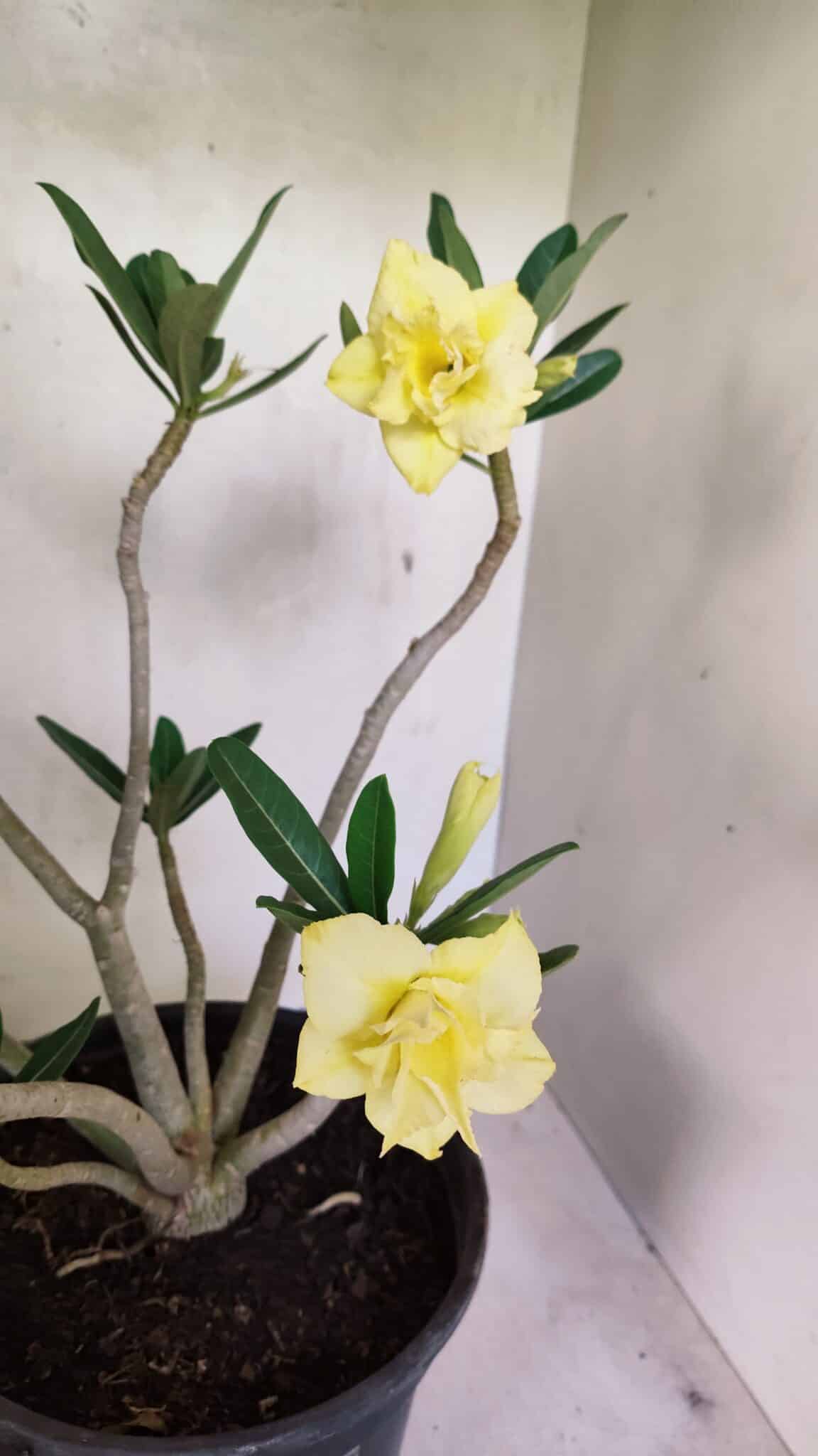 Planta Dobrada 3640 – 40cm – 03 anos - foto 5