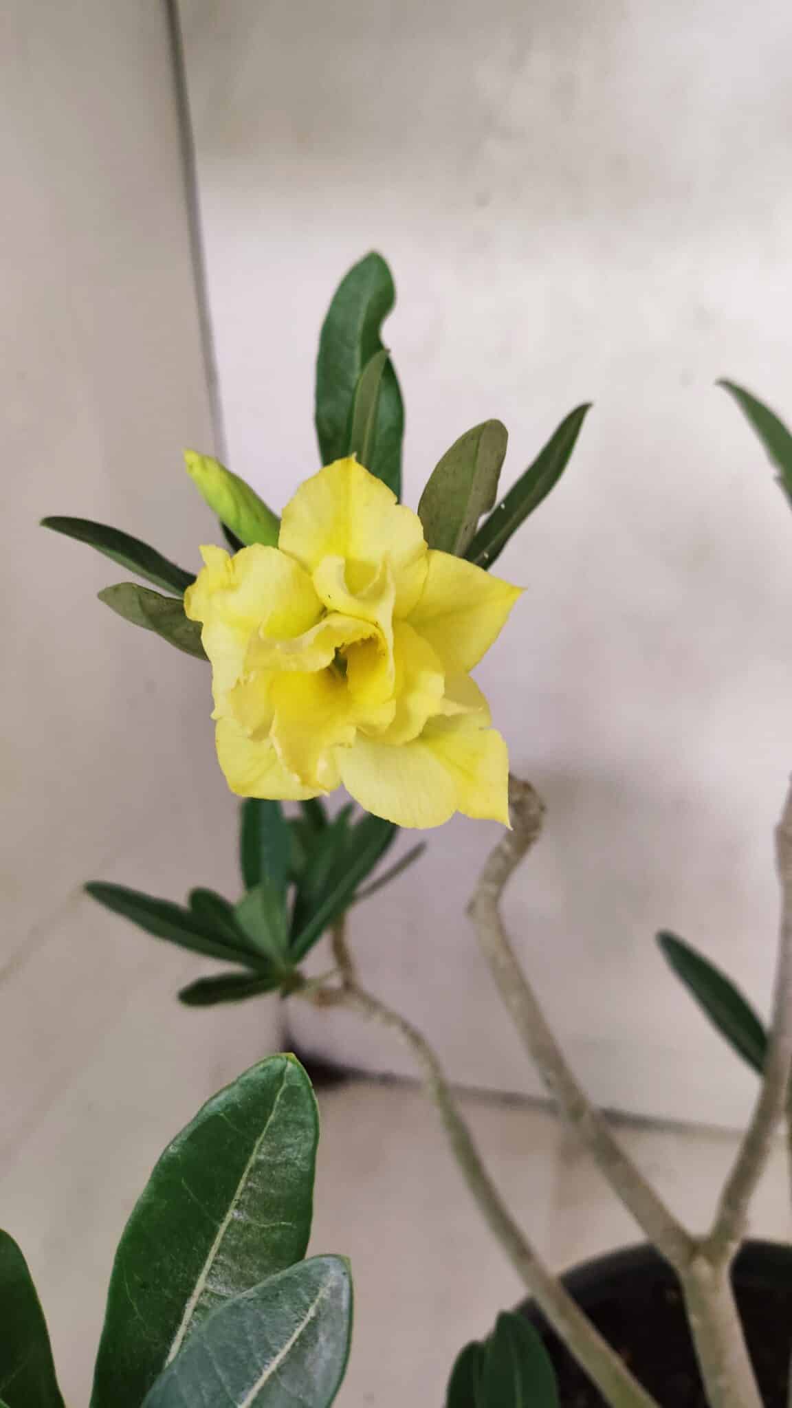 Planta Dobrada 3640 – 40cm – 03 anos - foto 3