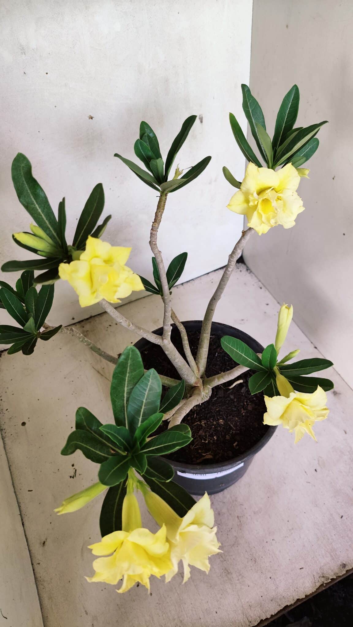 Planta Dobrada 3640 – 40cm – 03 anos - foto 11