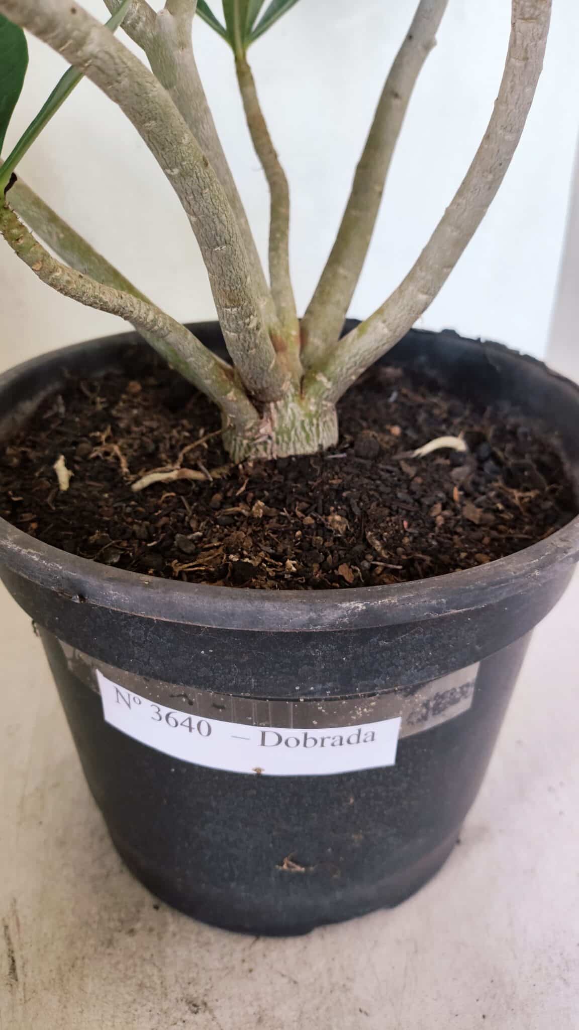 Planta Dobrada 3640 – 40cm – 03 anos - foto 10