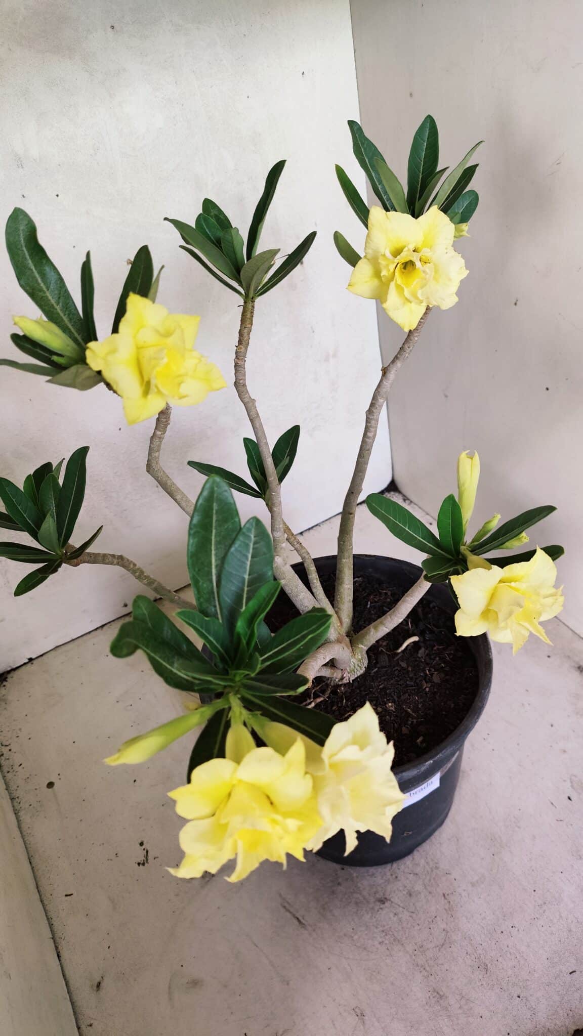 Planta Dobrada 3640 – 40cm – 03 anos - foto 9