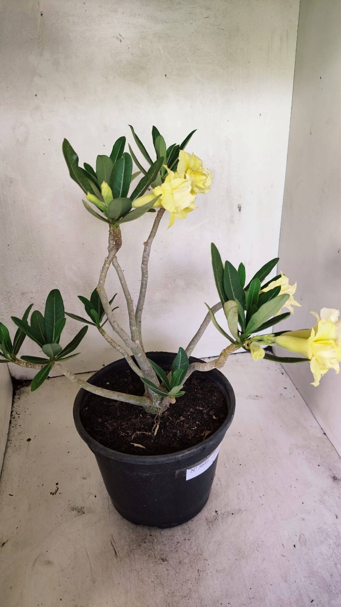 Planta Dobrada 3640 – 40cm – 03 anos - foto 8