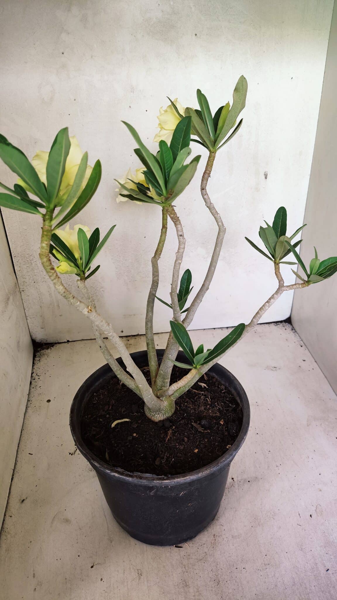 Planta Dobrada 3640 – 40cm – 03 anos - foto 7