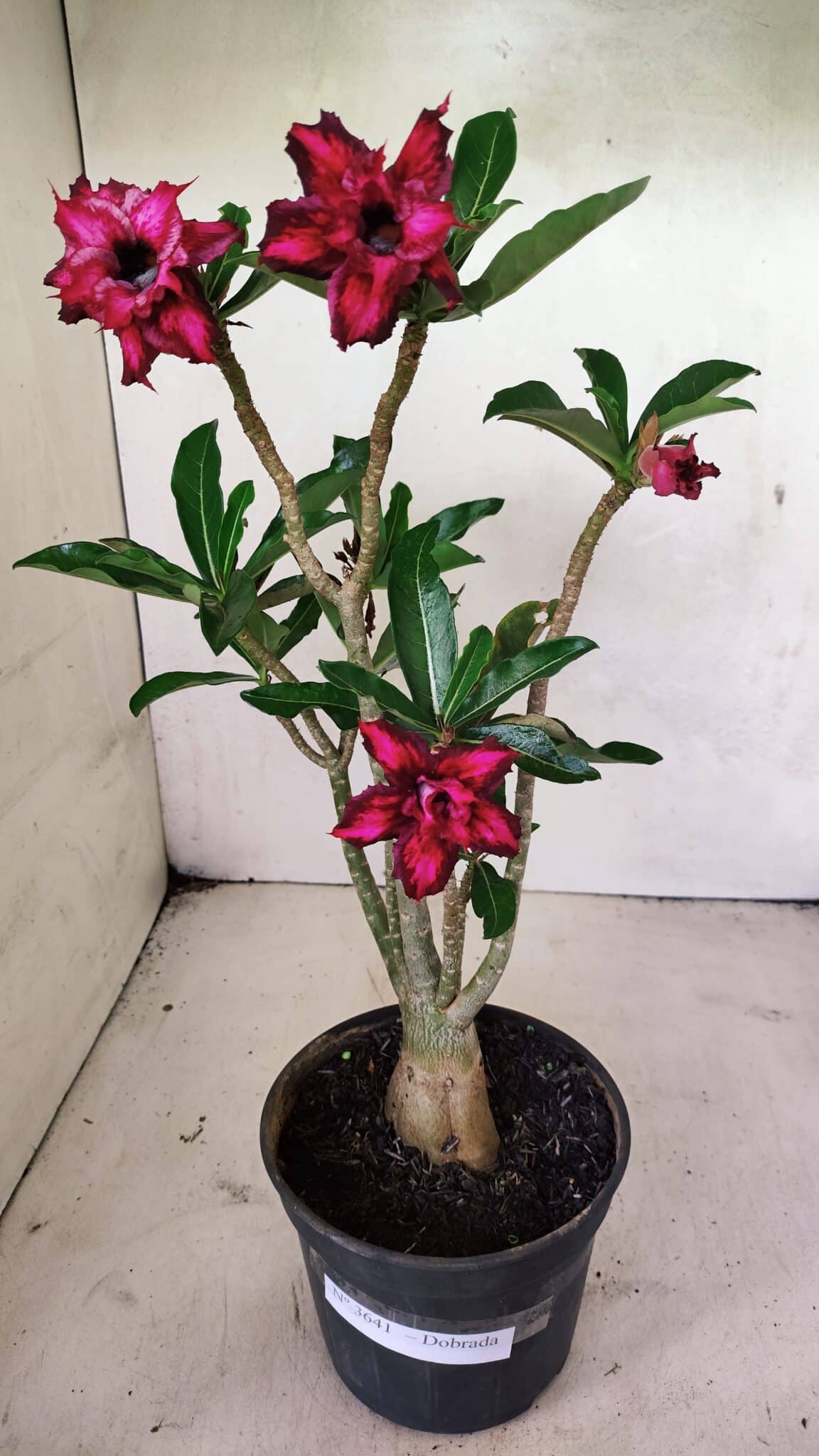 Planta Dobrada 3641 – 35cm – 03 anos - foto 2