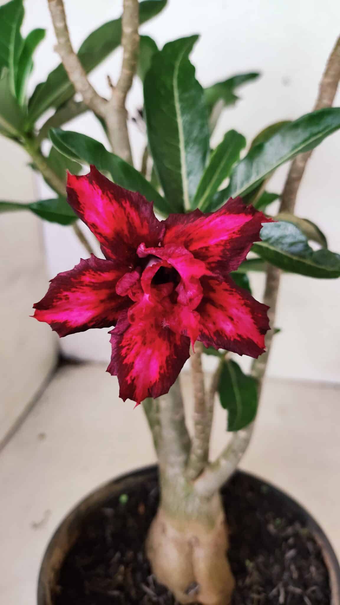 Planta Dobrada 3641 – 35cm – 03 anos - foto 3
