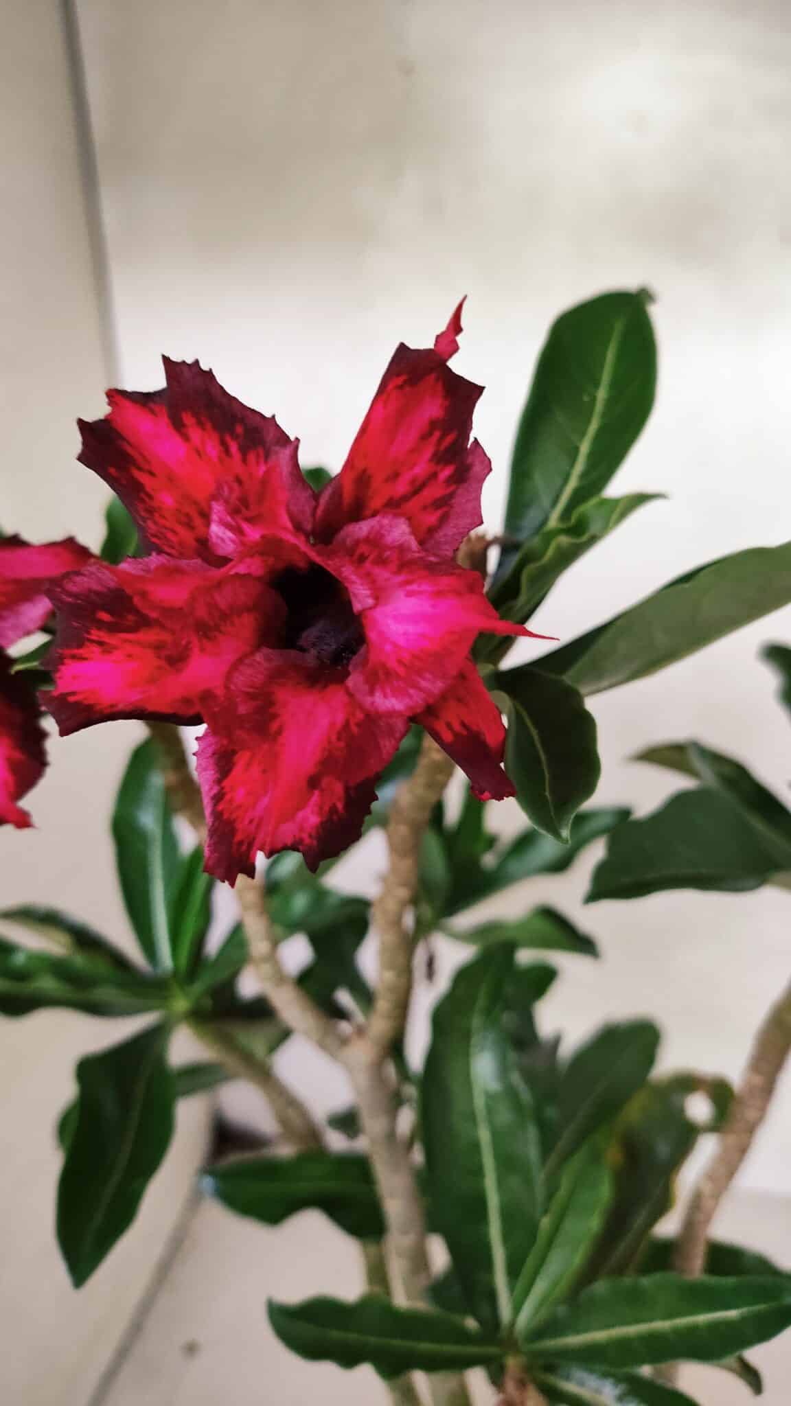 Planta Dobrada 3641 – 35cm – 03 anos - foto 4