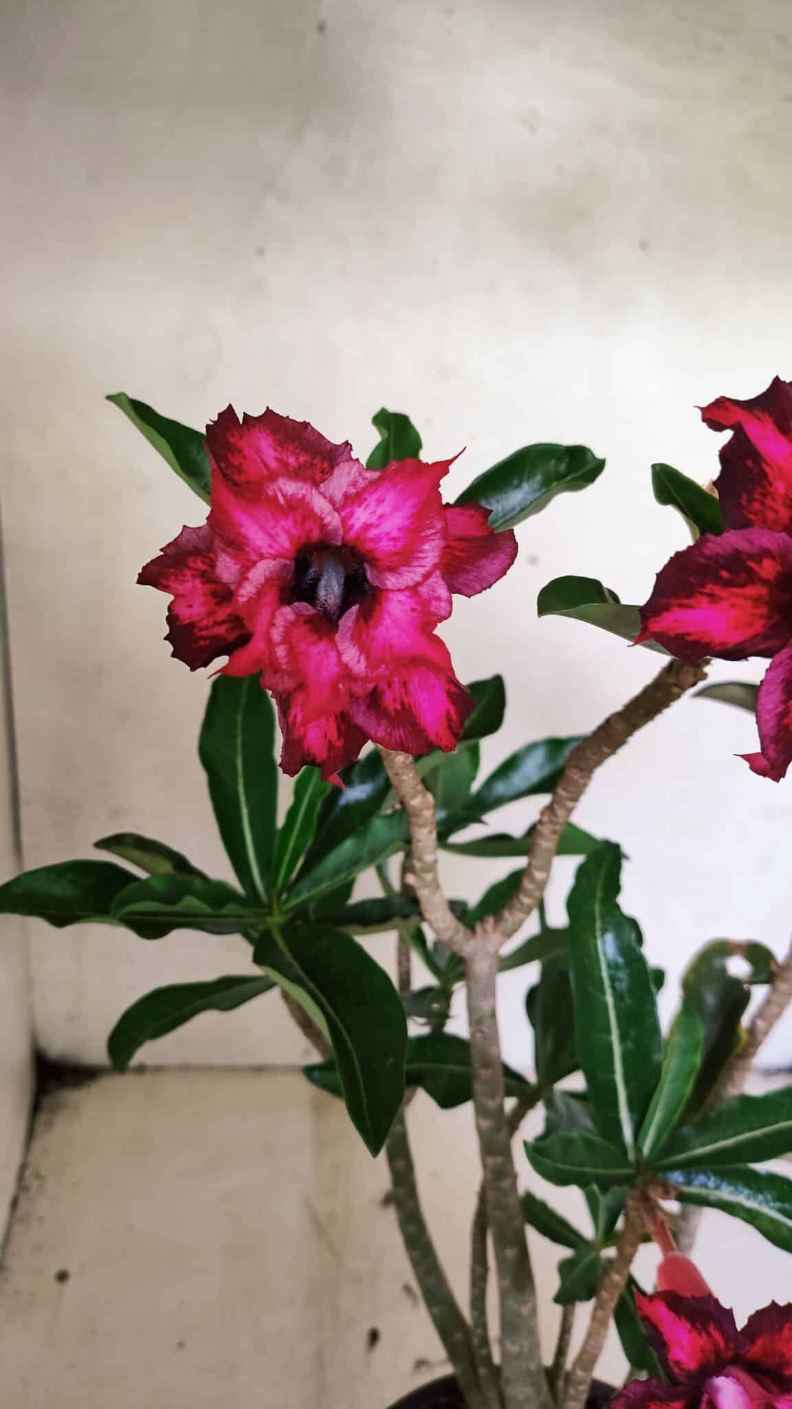 Planta Dobrada 3641 – 35cm – 03 anos - foto 5