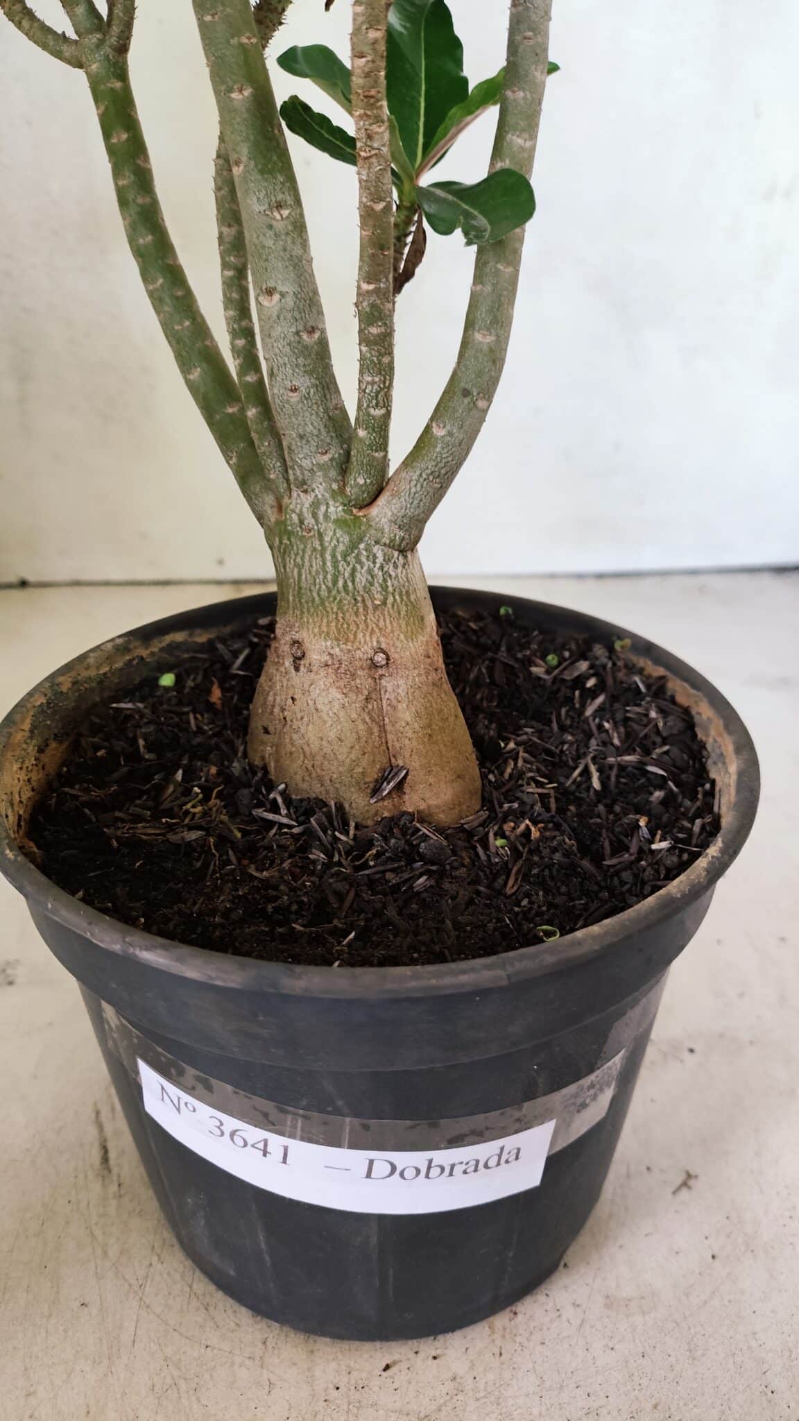 Planta Dobrada 3641 – 35cm – 03 anos - foto 8