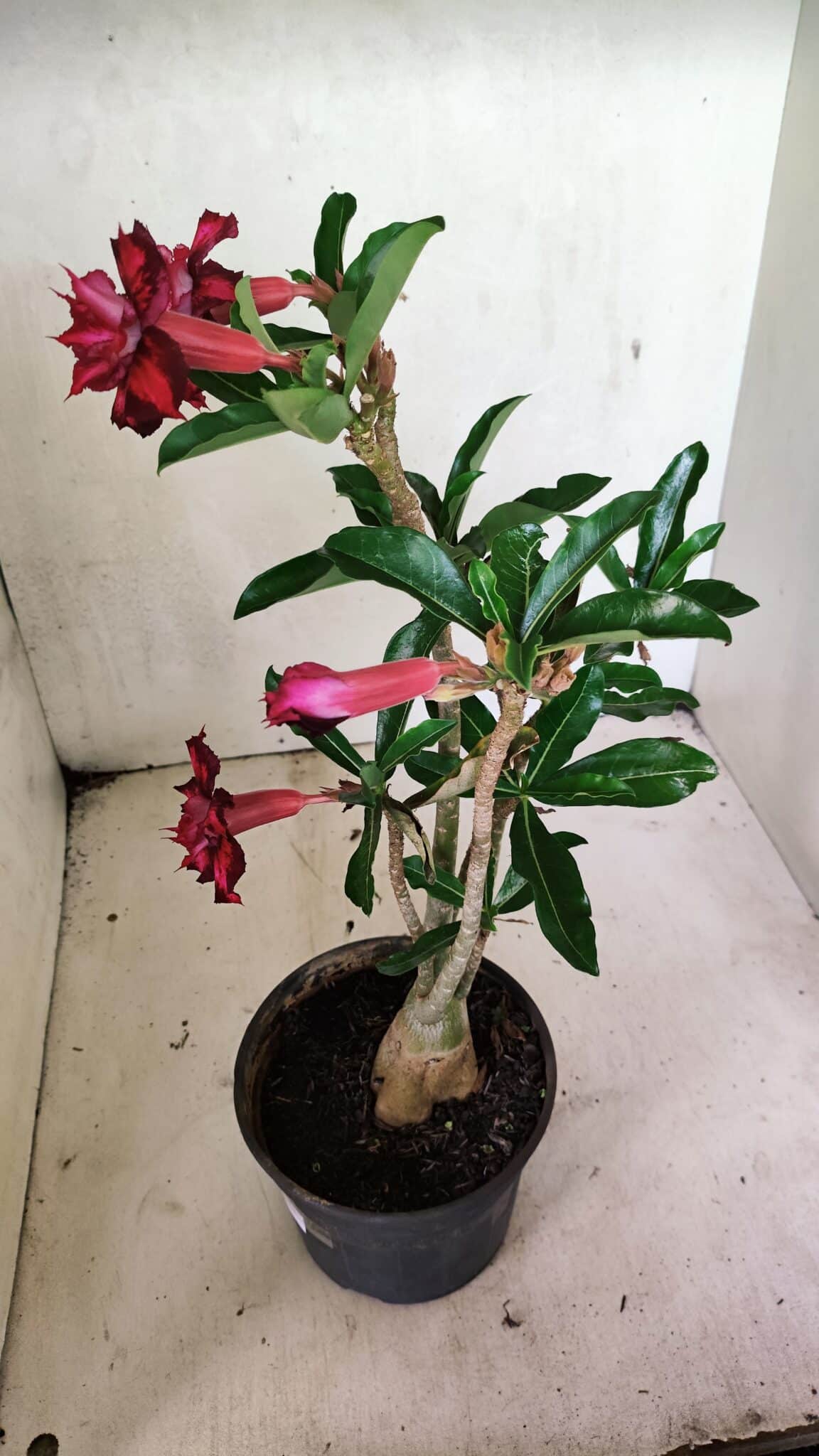 Planta Dobrada 3641 – 35cm – 03 anos - foto 7