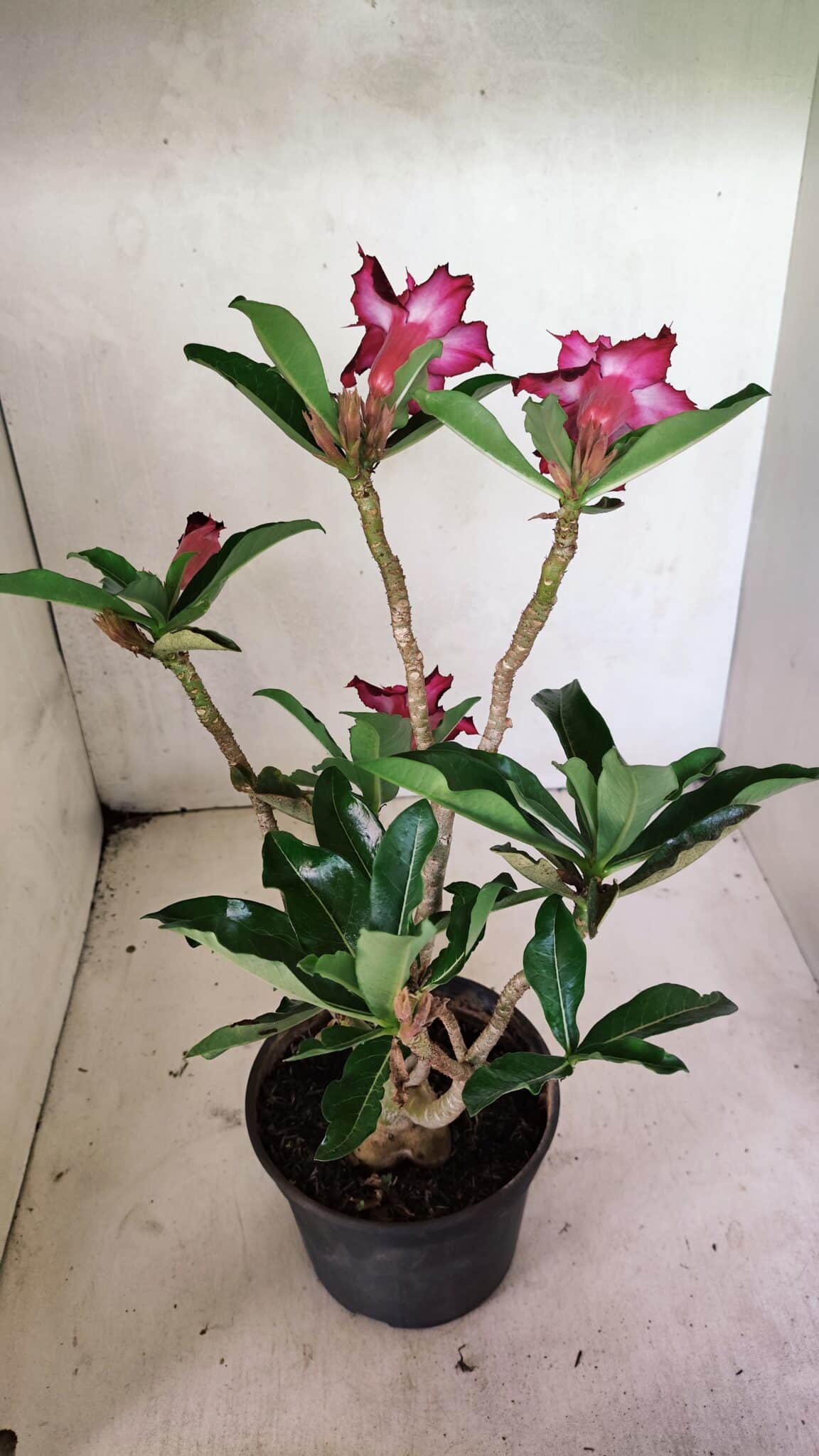Planta Dobrada 3641 – 35cm – 03 anos - foto 6