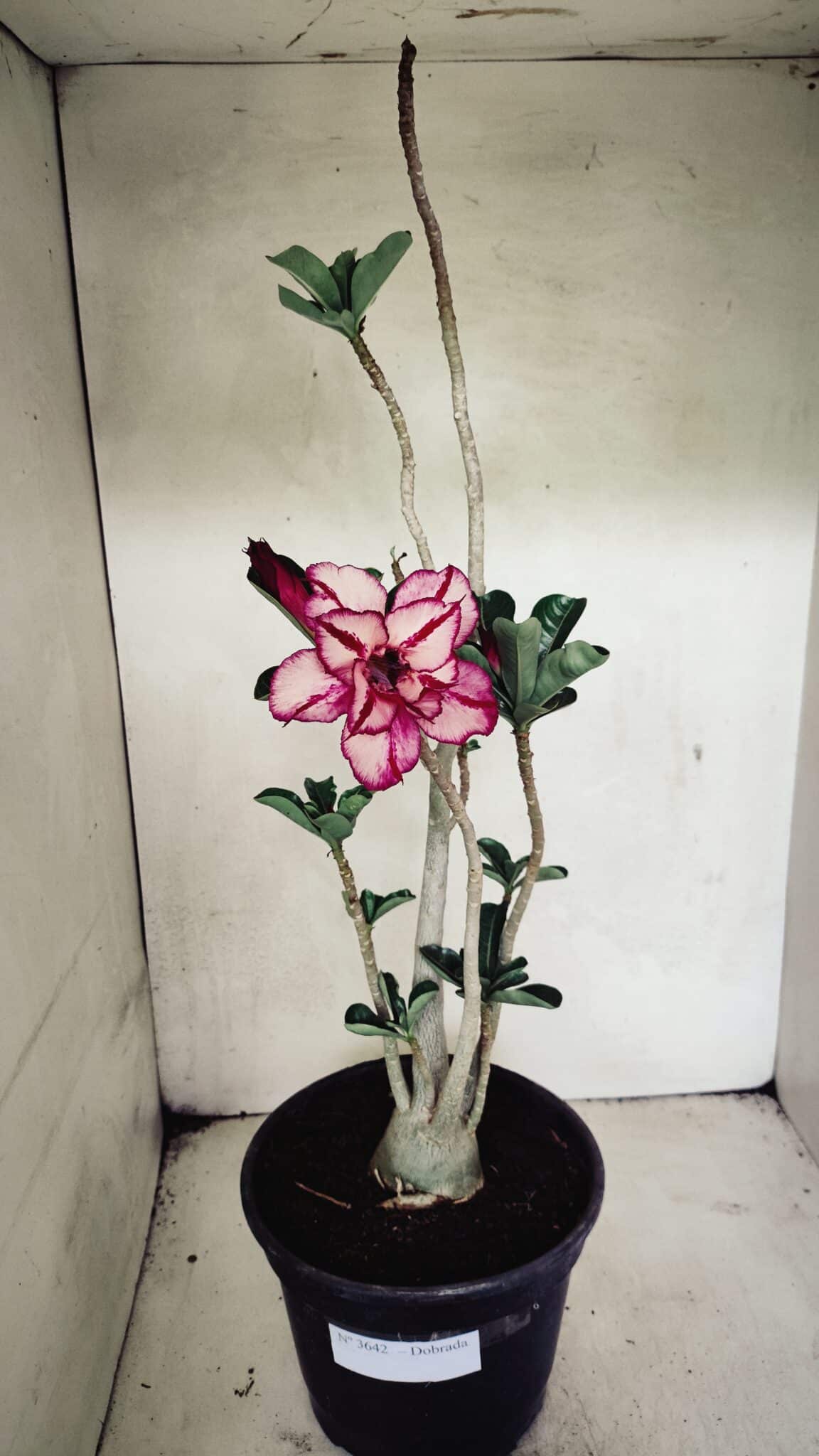Planta Dobrada 3642 – 50cm – 04 anos - foto 2