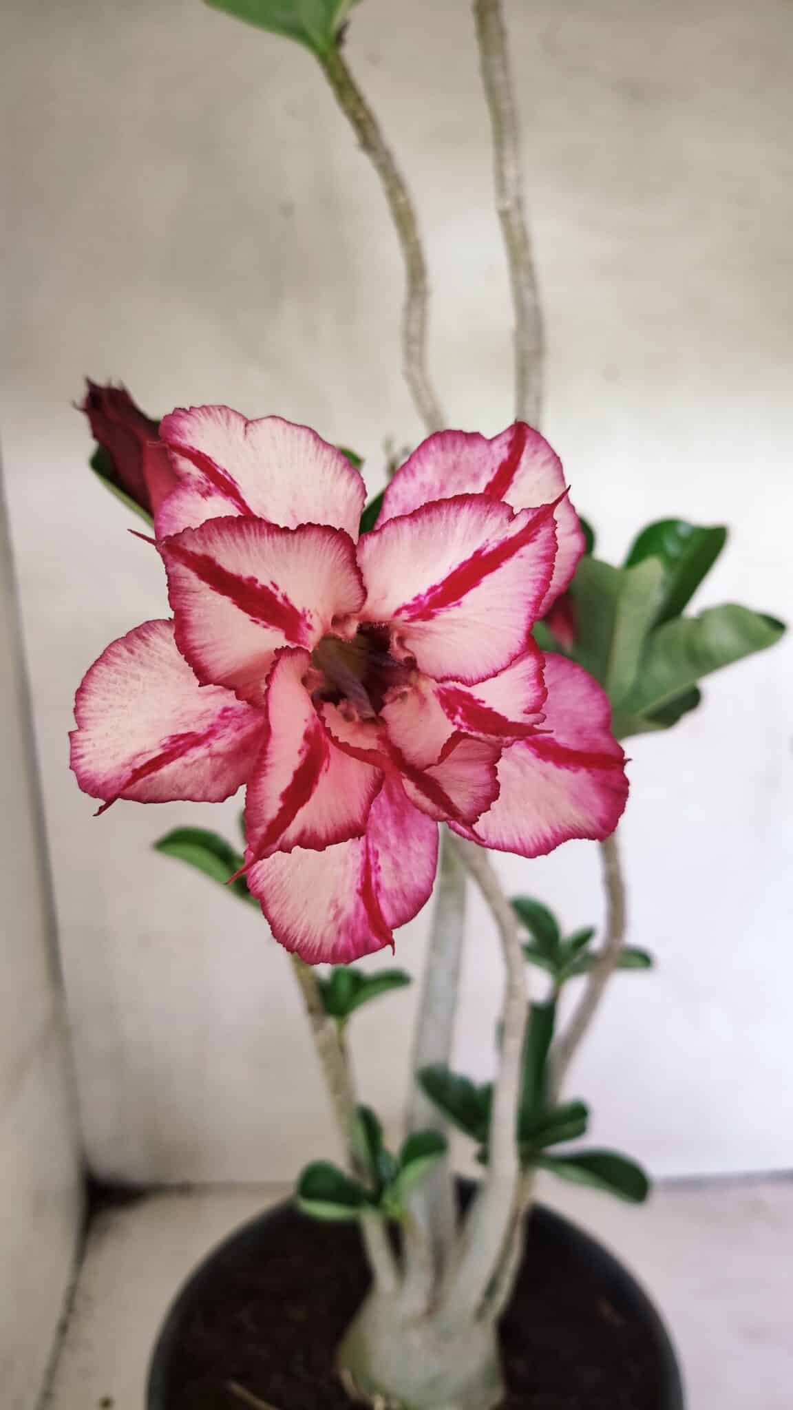 Planta Dobrada 3642 – 50cm – 04 anos - foto 3