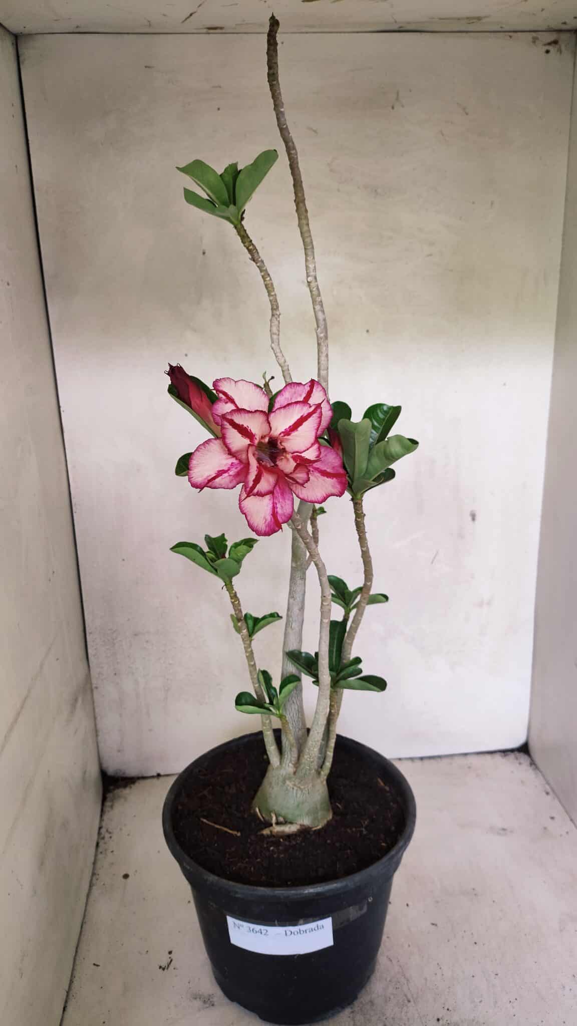 Planta Dobrada 3642 – 50cm – 04 anos - foto 7