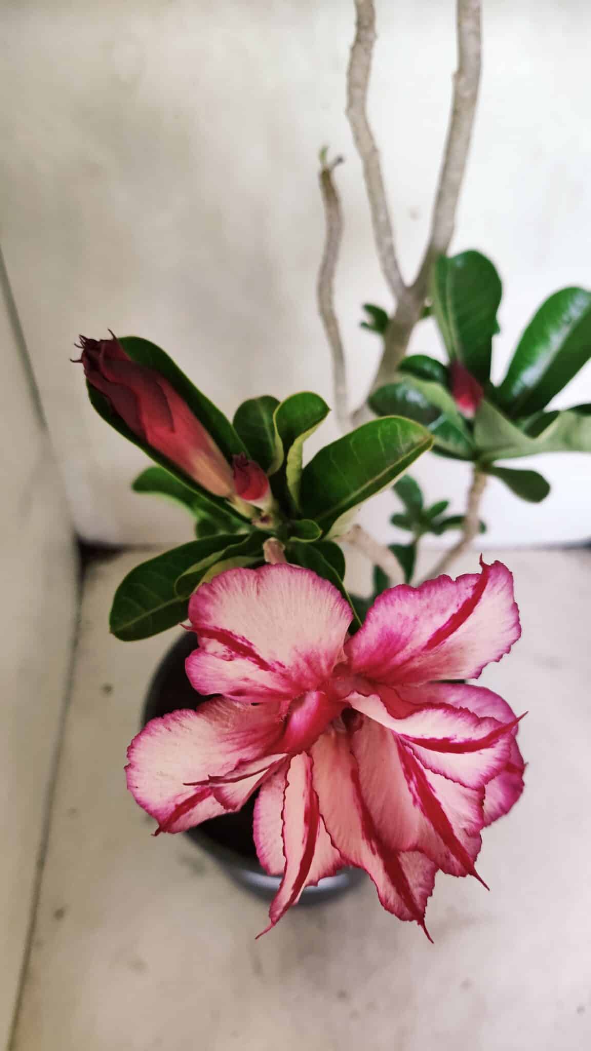 Planta Dobrada 3642 – 50cm – 04 anos - foto 4