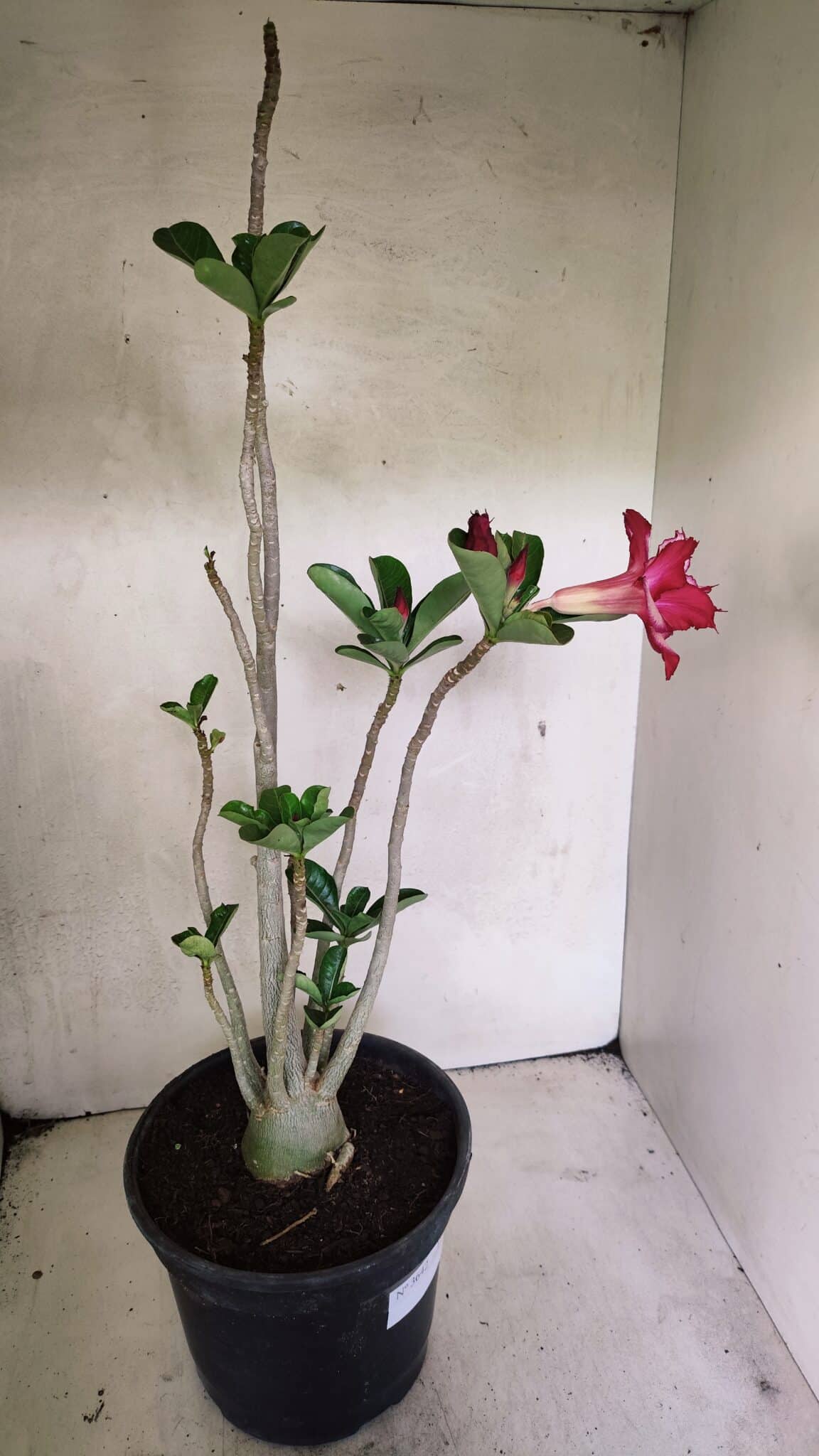 Planta Dobrada 3642 – 50cm – 04 anos - foto 6