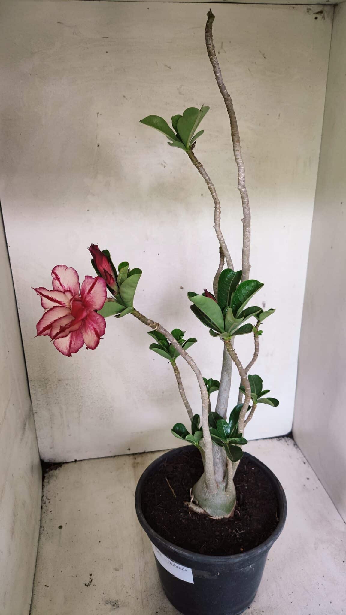 Planta Dobrada 3642 – 50cm – 04 anos - foto 5