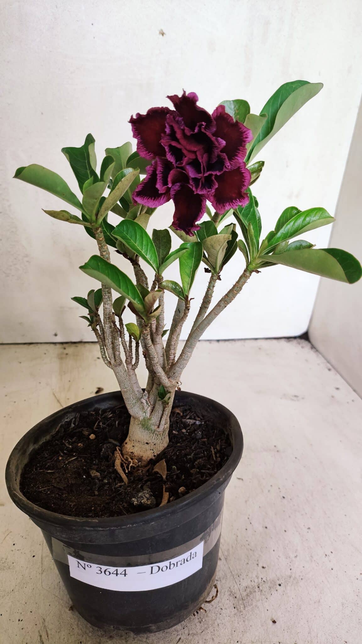 Planta Dobrada 3644 – 25cm – 01 ano - foto 2