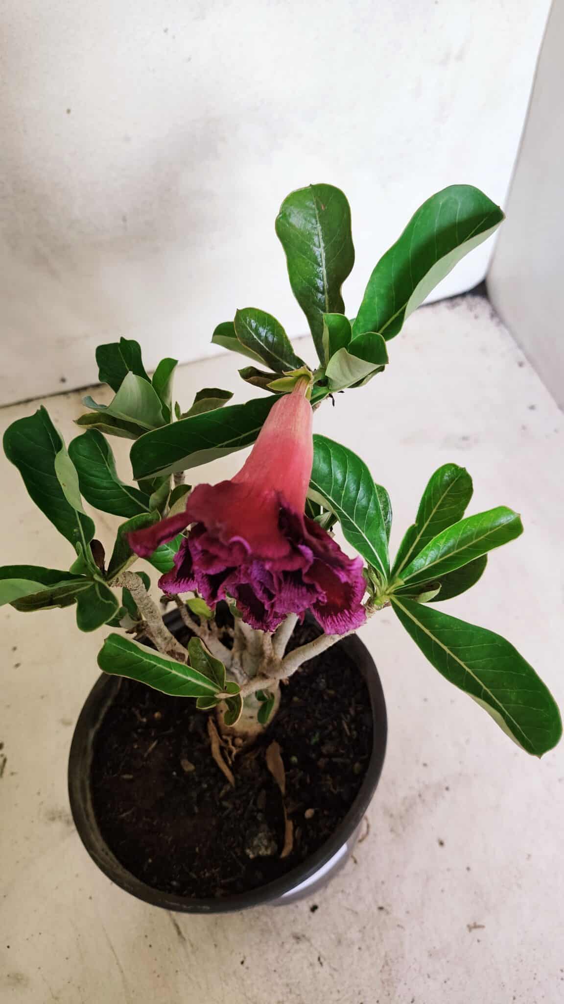 Planta Dobrada 3644 – 25cm – 01 ano - foto 4