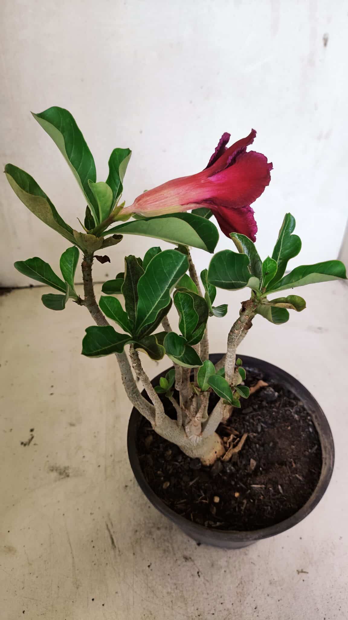Planta Dobrada 3644 – 25cm – 01 ano - foto 8
