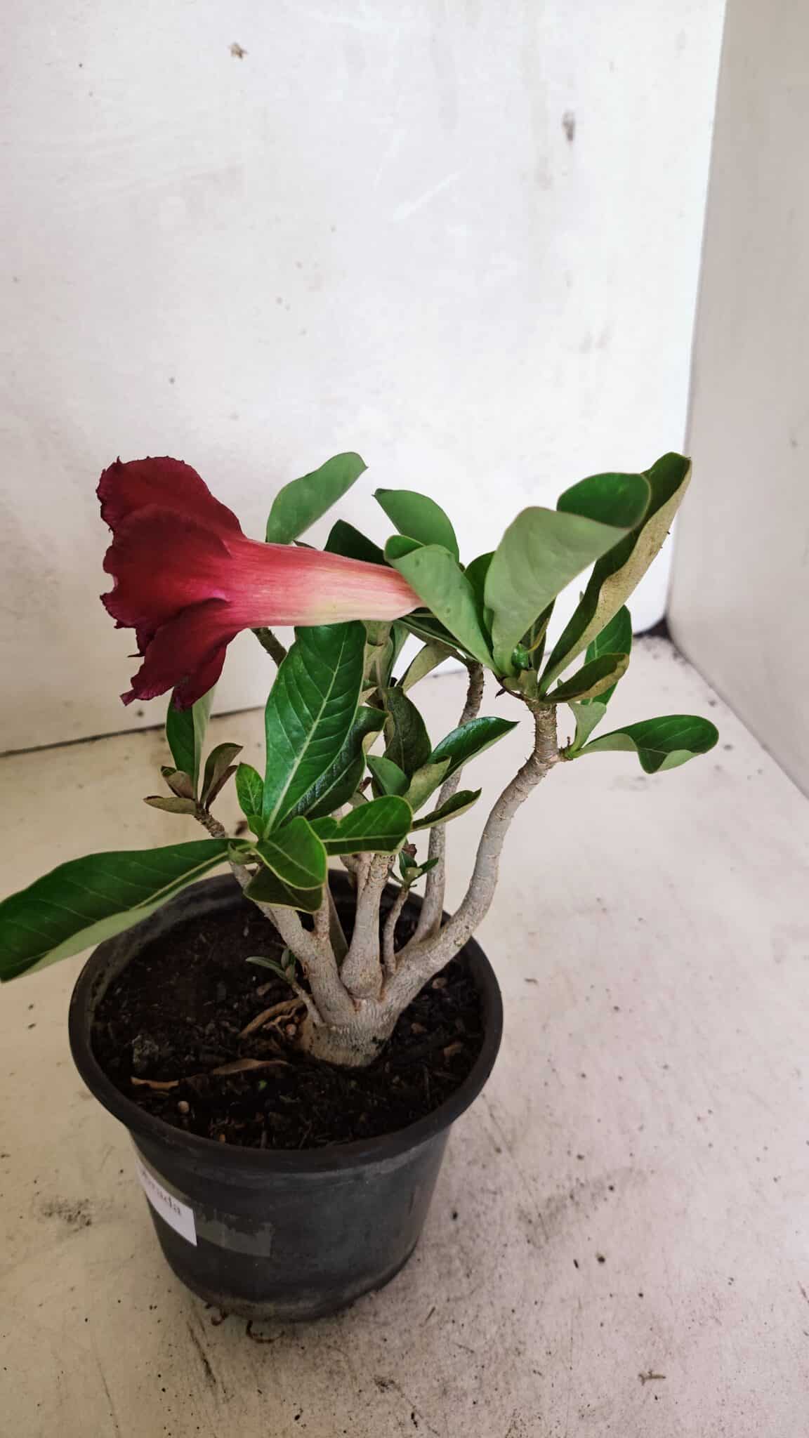 Planta Dobrada 3644 – 25cm – 01 ano - foto 7