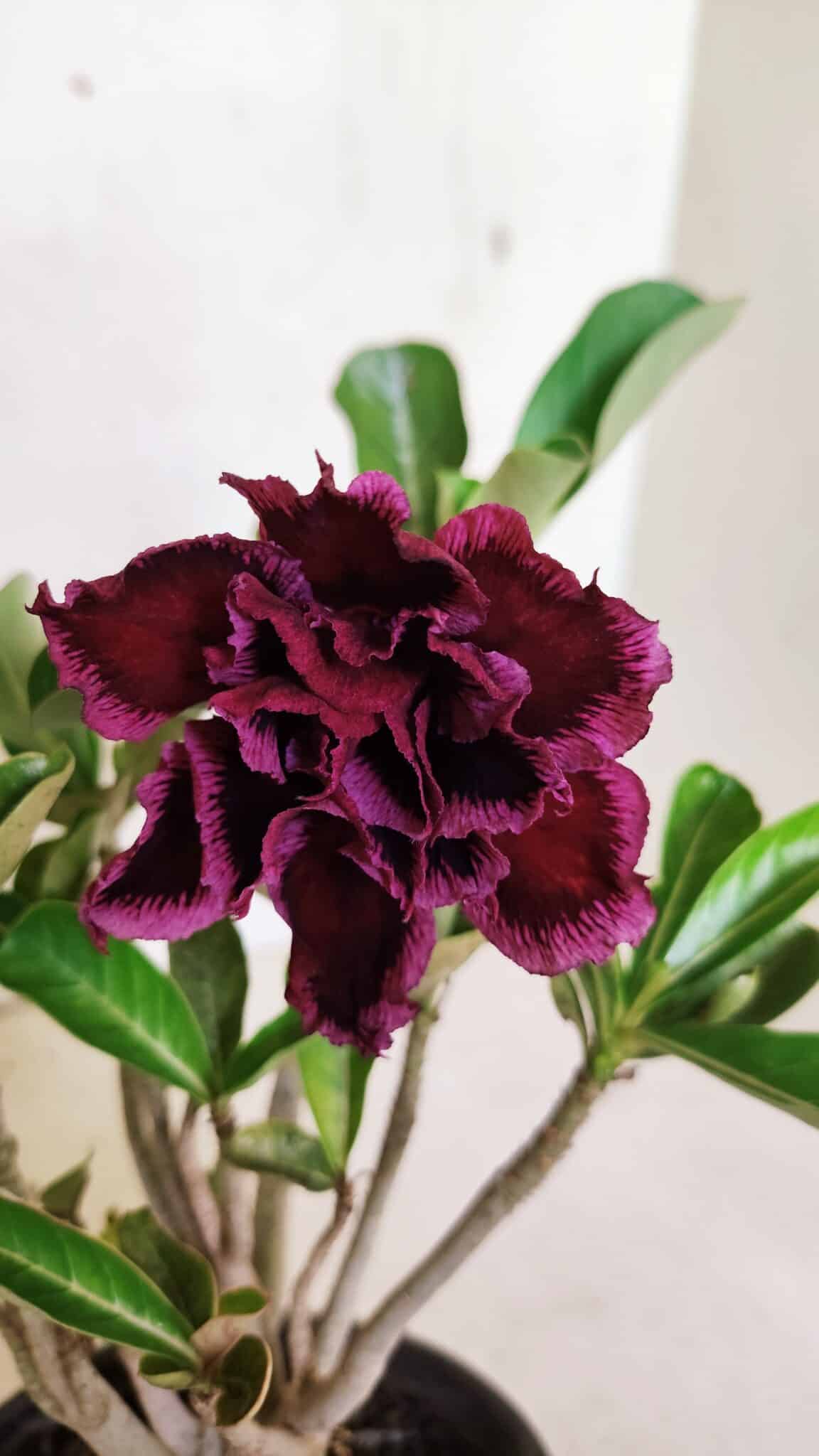 Planta Dobrada 3644 – 25cm – 01 ano - foto 3