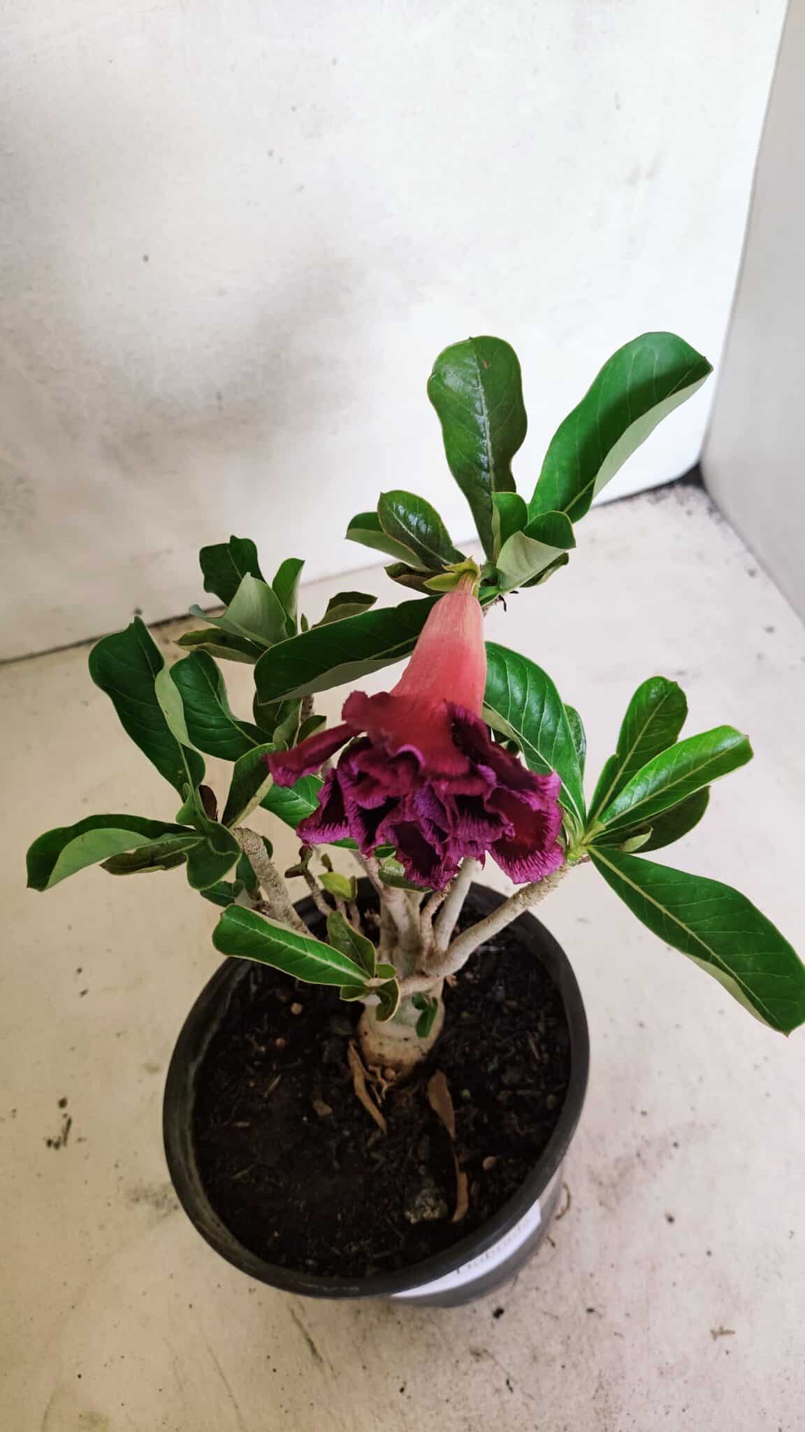 Planta Dobrada 3644 – 25cm – 01 ano - foto 6