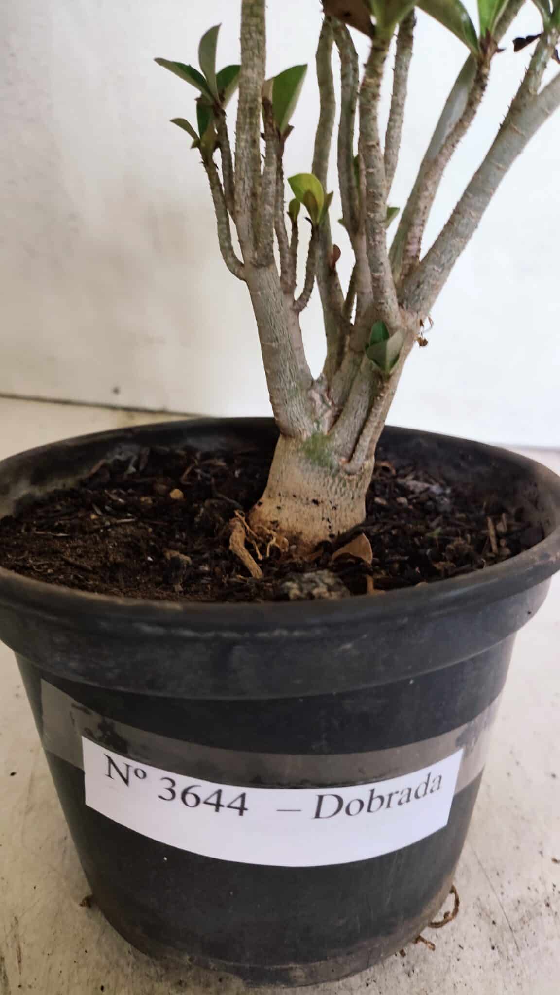 Planta Dobrada 3644 – 25cm – 01 ano - foto 5