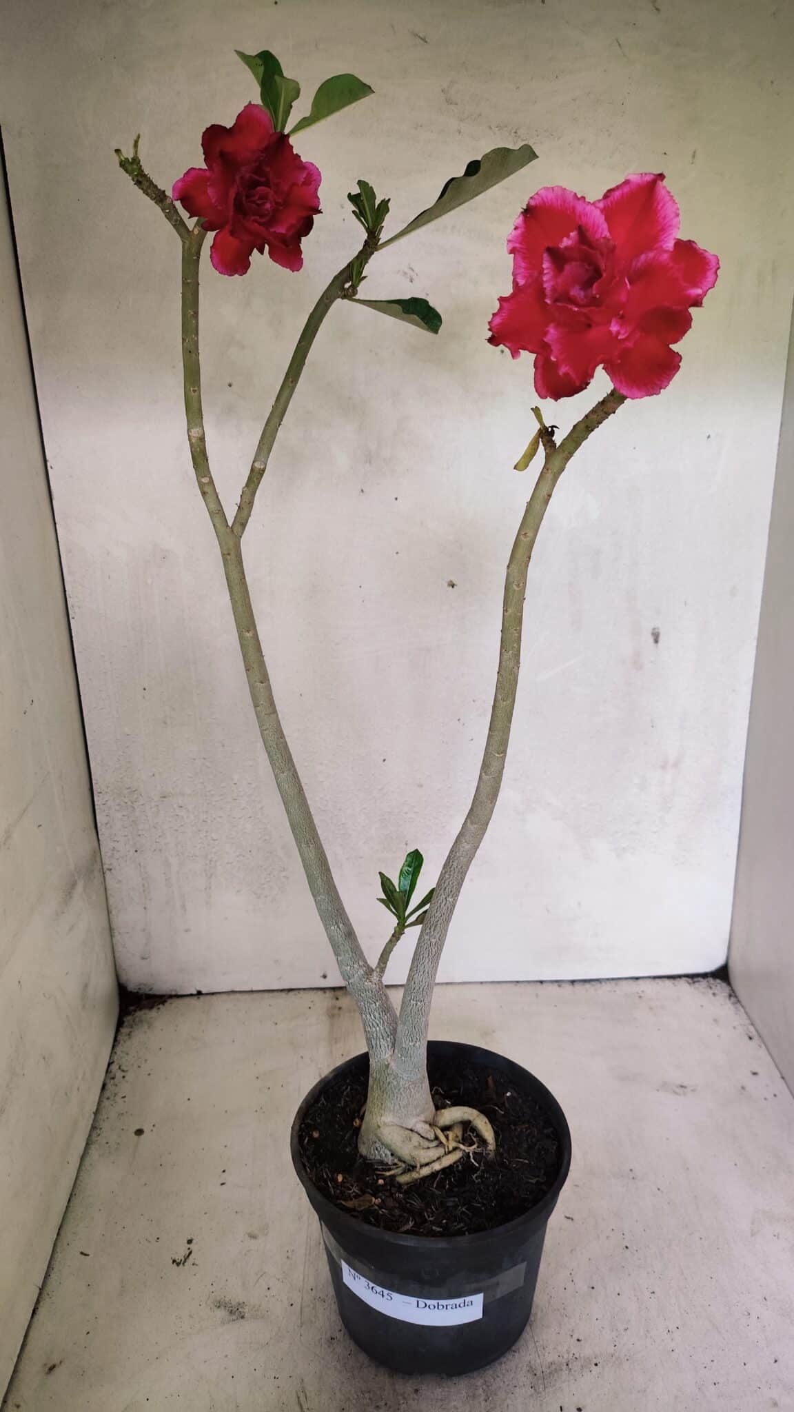 Planta Dobrada 3645 – 35cm – 03 anos - foto 2