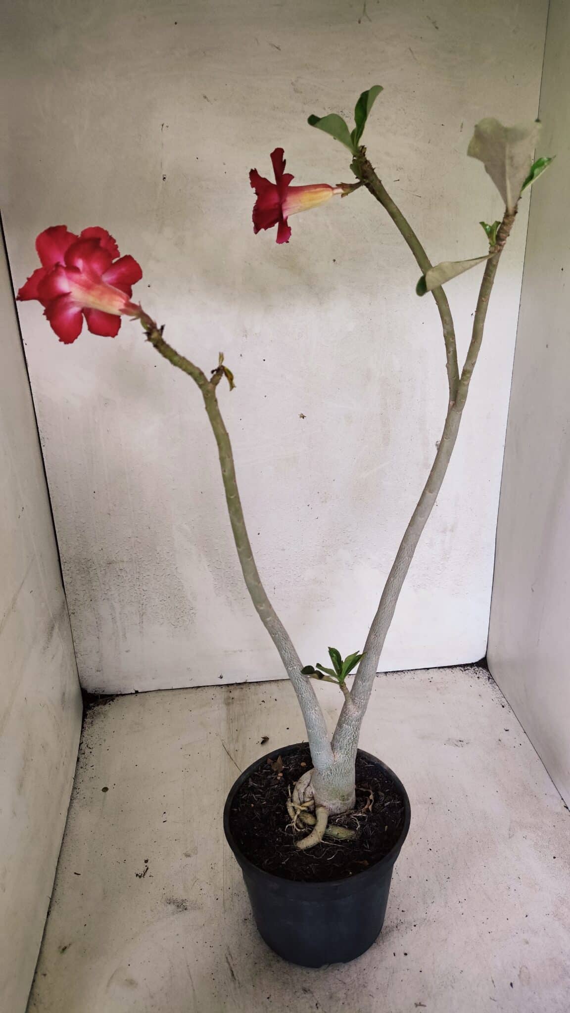 Planta Dobrada 3645 – 35cm – 03 anos - foto 6
